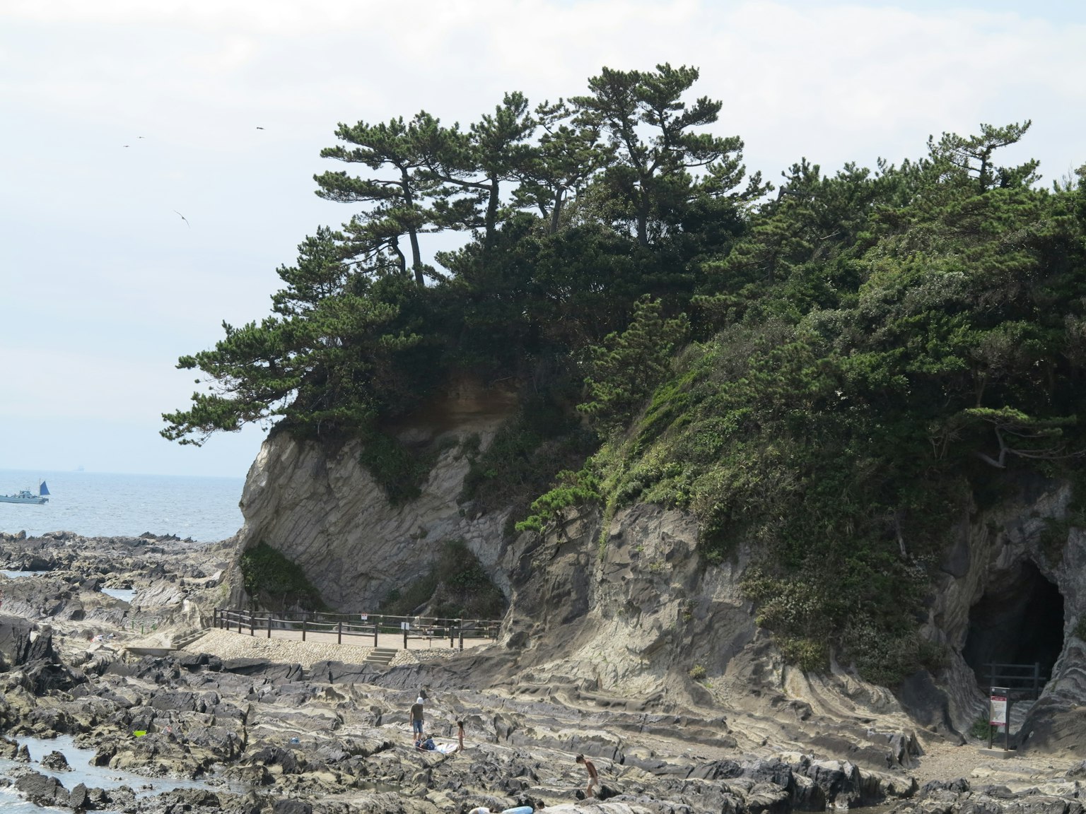 Tebing pantai dengan pohon pinus yang menghadap laut