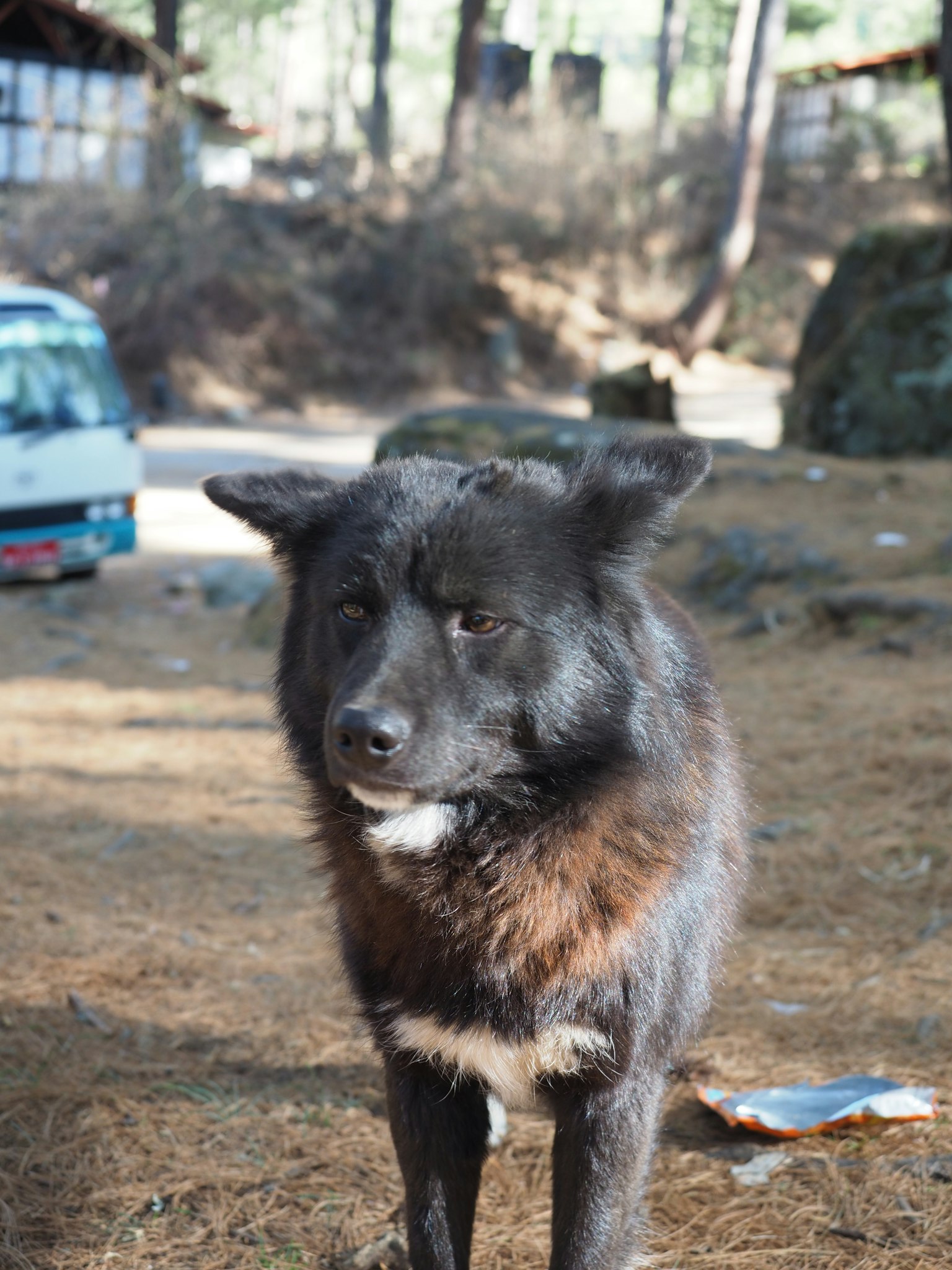 Chien noir se tenant sur des aiguilles de pin dans un cadre forestier