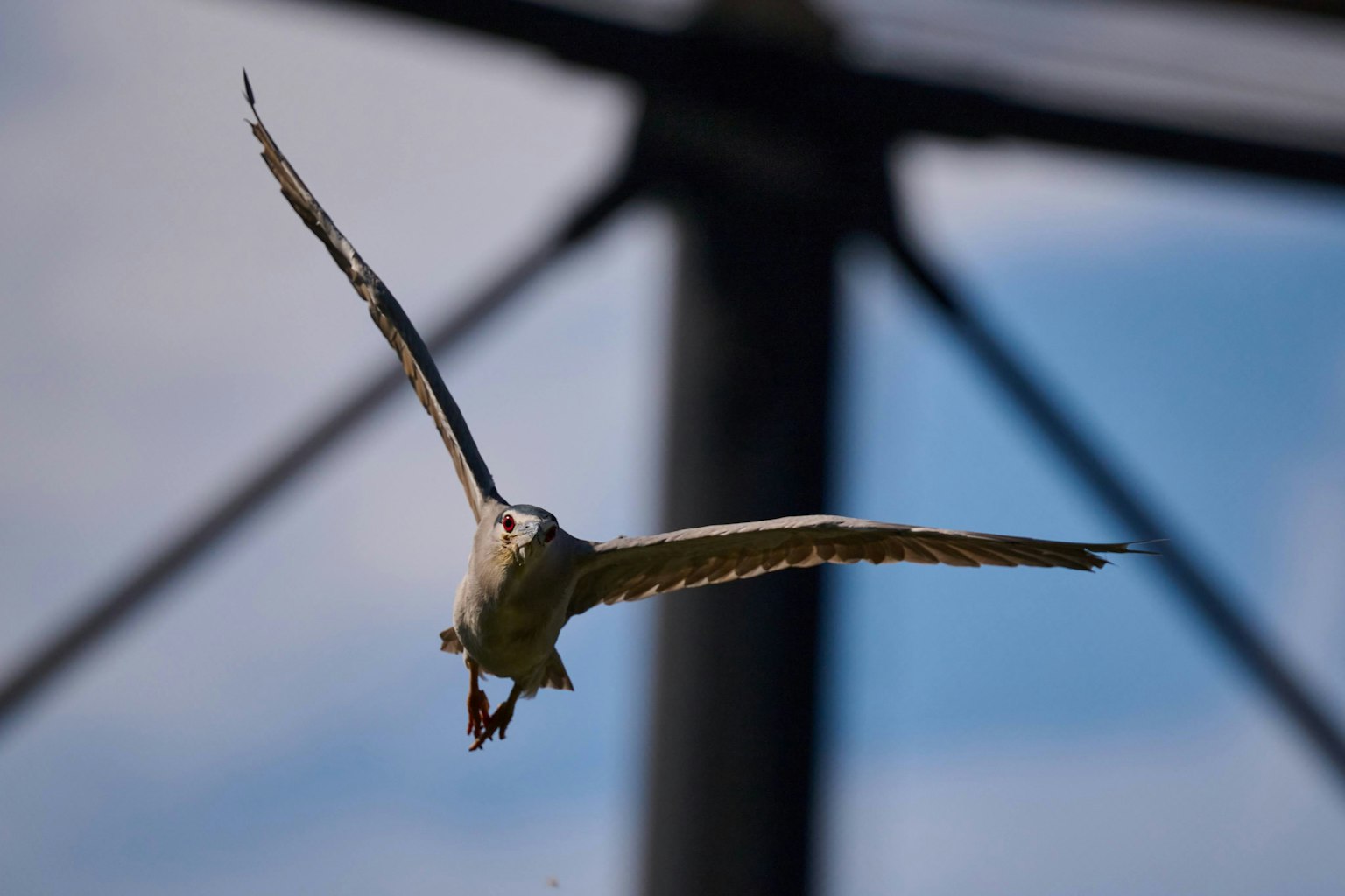Un oiseau en vol sur fond de ciel bleu et d'éléments structurels