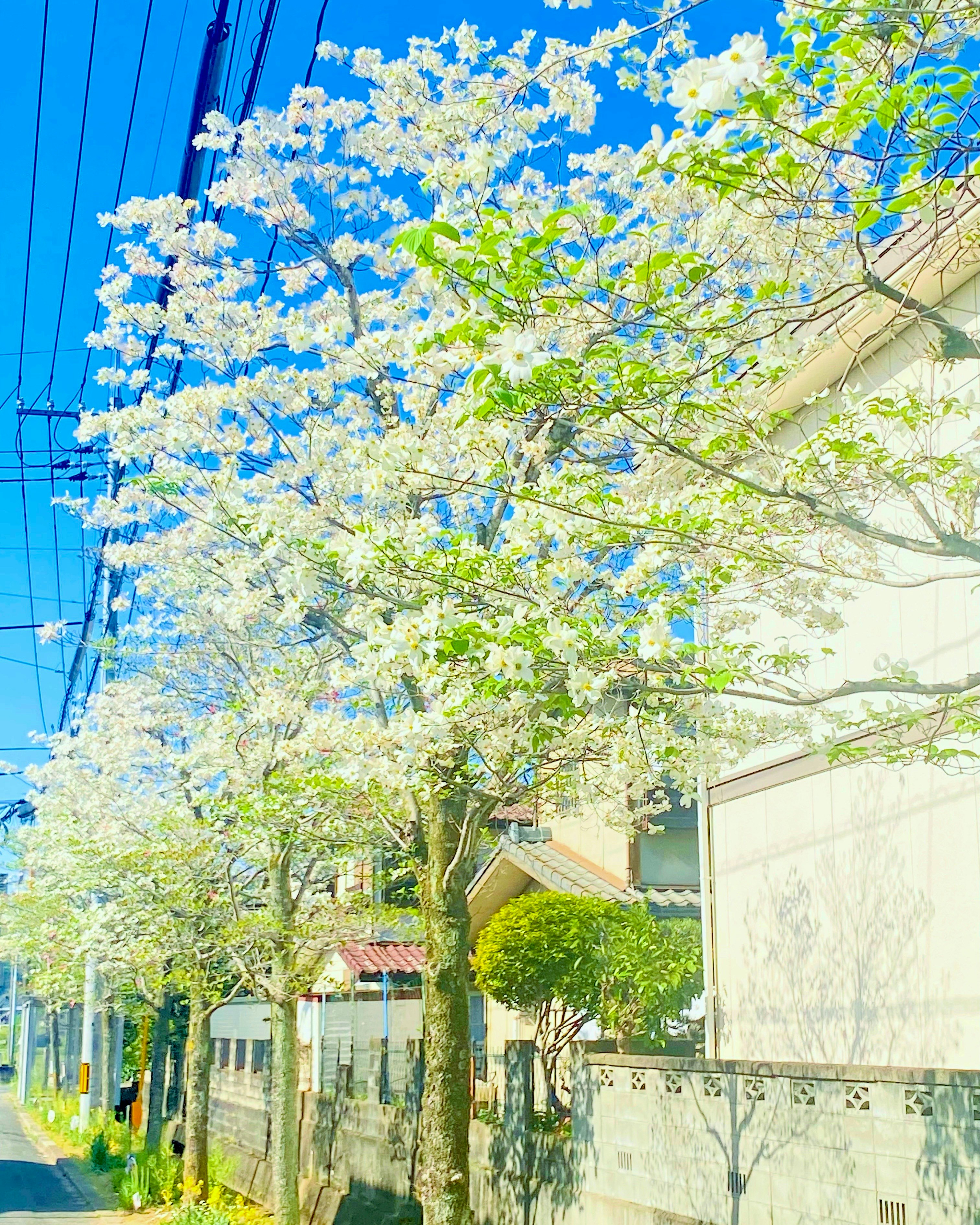 青空の下で白い花が咲く並木と建物の外壁