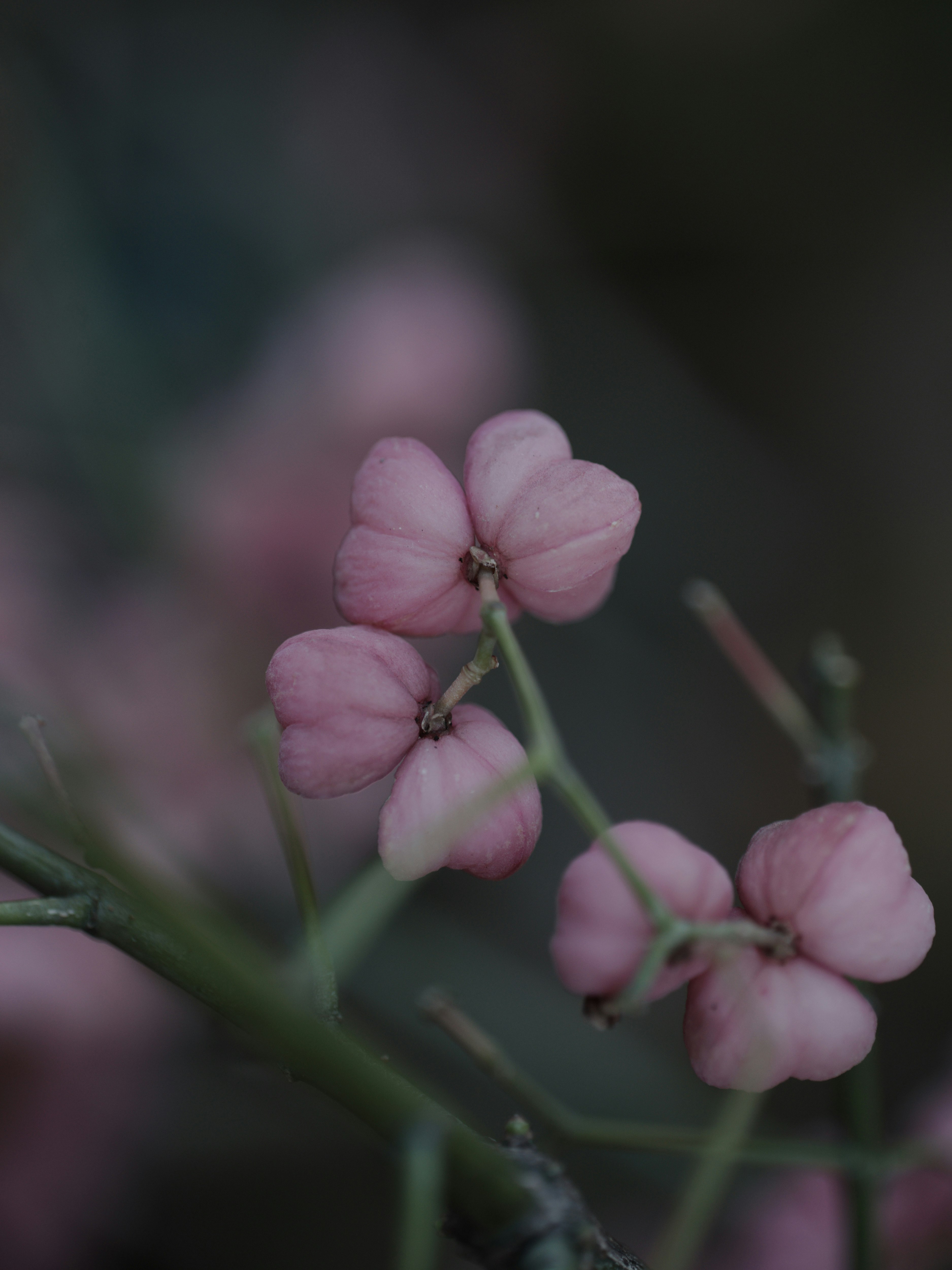 ピンクの花のマクロクローズアップ