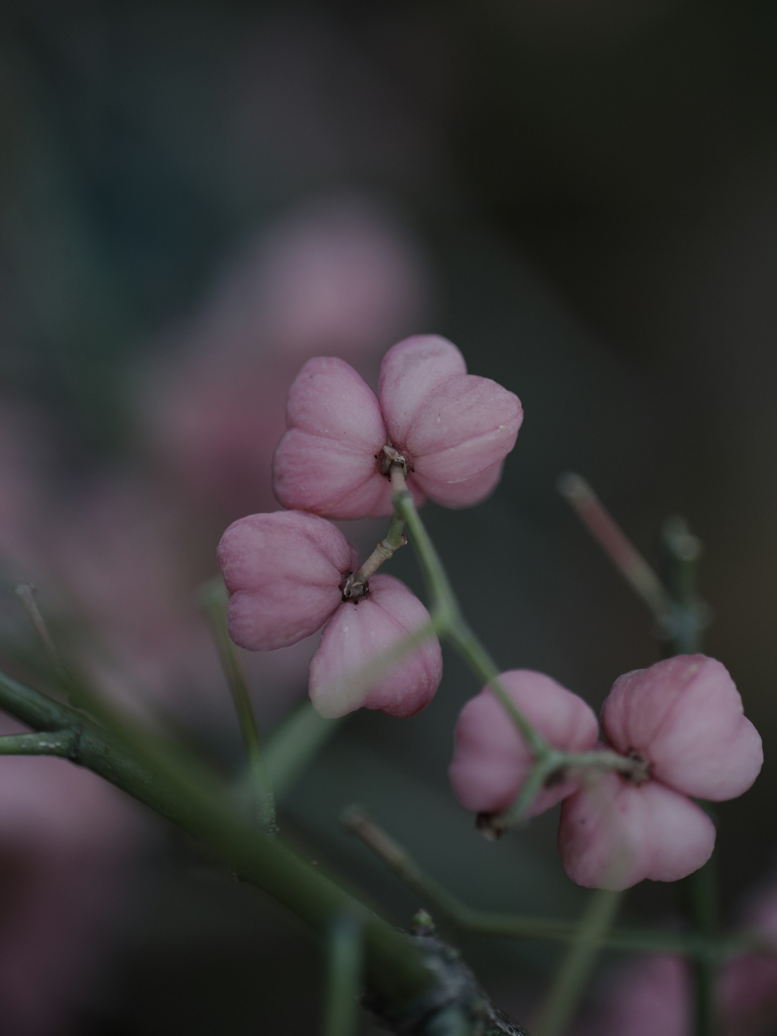Gros plan de fleurs roses délicates en flou artistique
