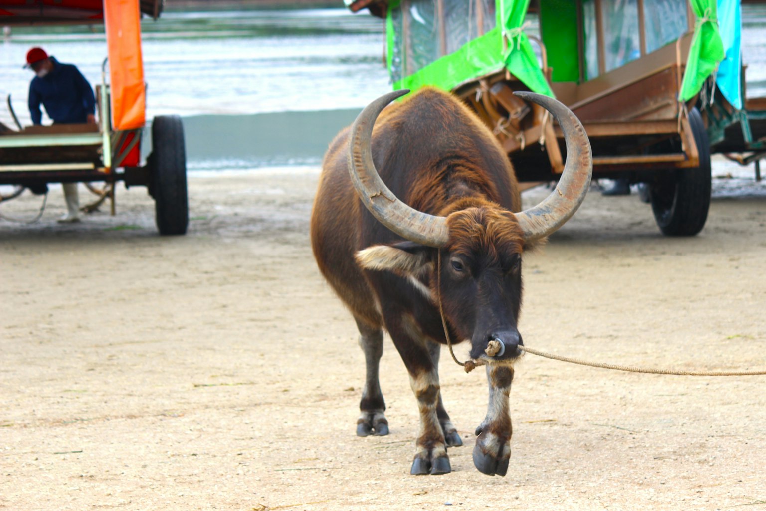 Un toro marrón caminando cerca de botes coloridos en una playa de arena