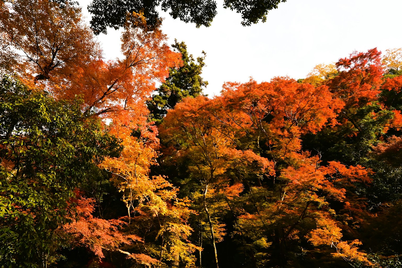 Vibrant autumn foliage with colorful trees