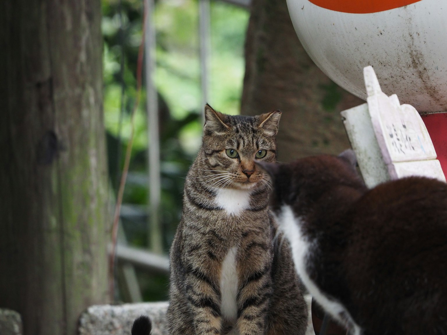 Un chat tigré assis avec un arrière-plan de verdure et d'équipement de jeu