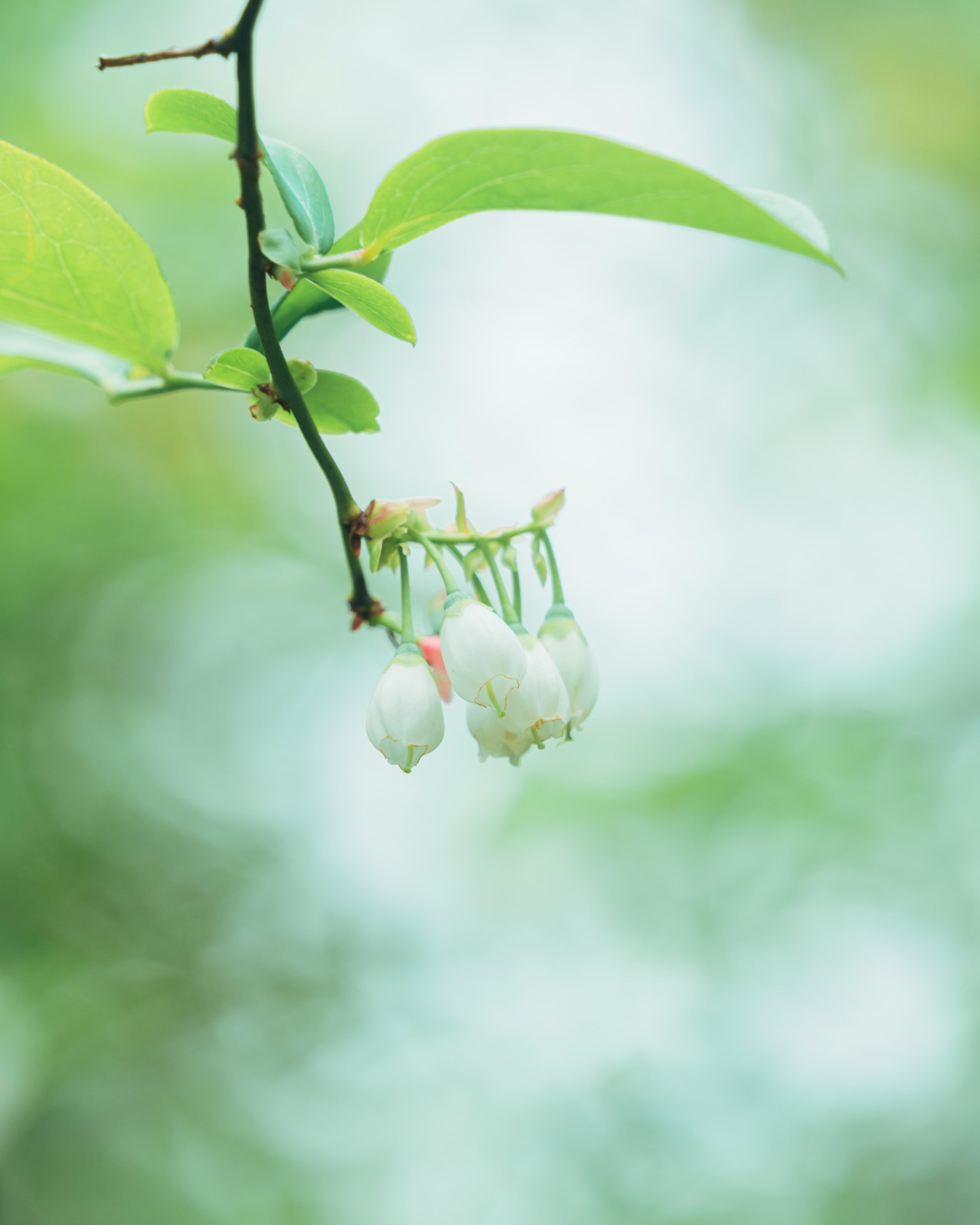 Un ramo con fiori bianchi su uno sfondo verde morbido