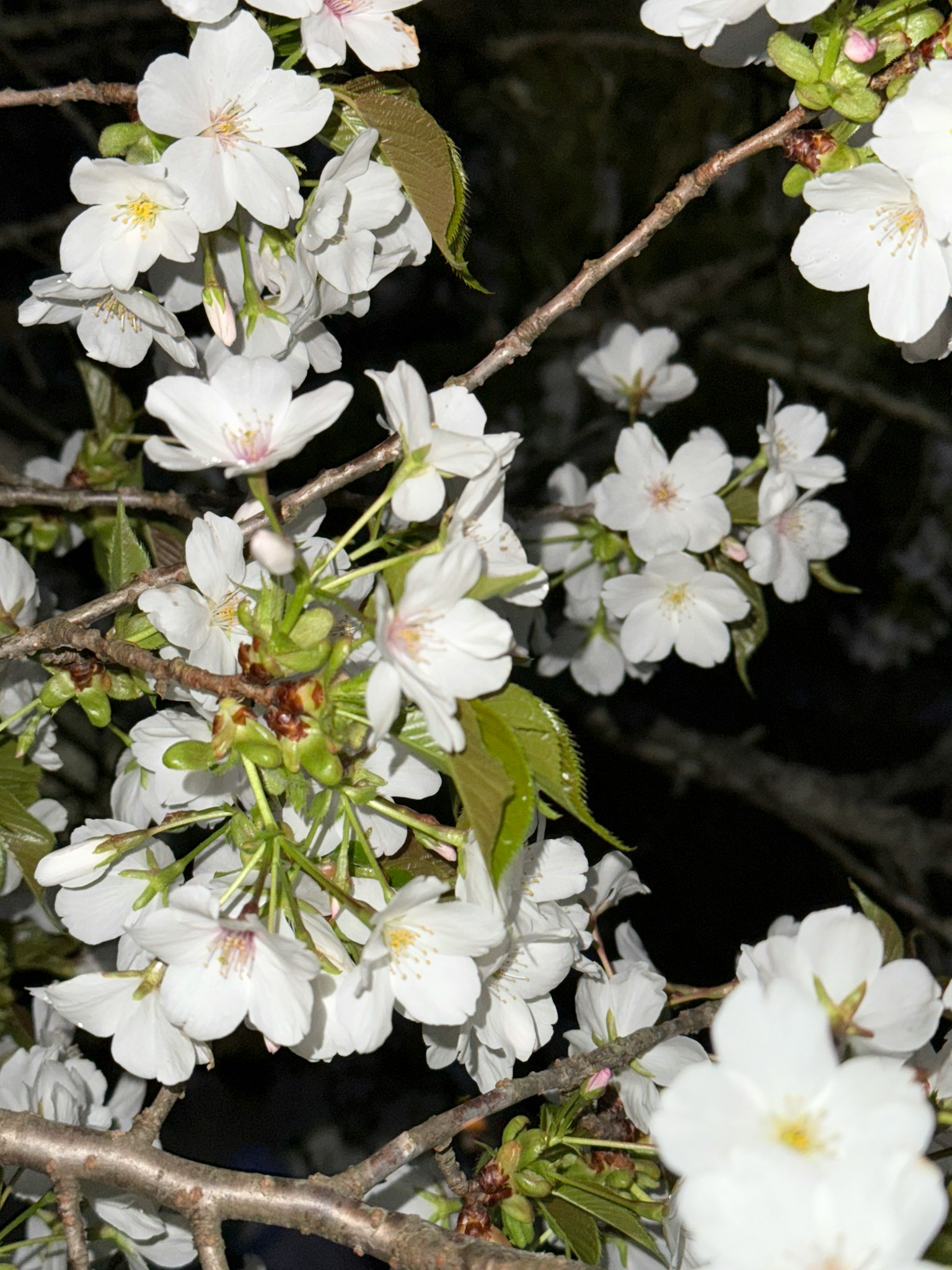 Fiori di ciliegio in piena fioritura di notte