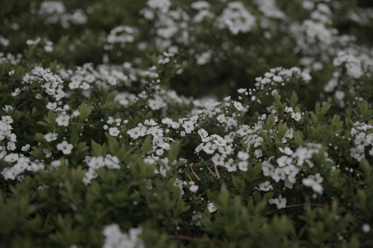 Una densa crescita di piante verdi con fiori bianchi