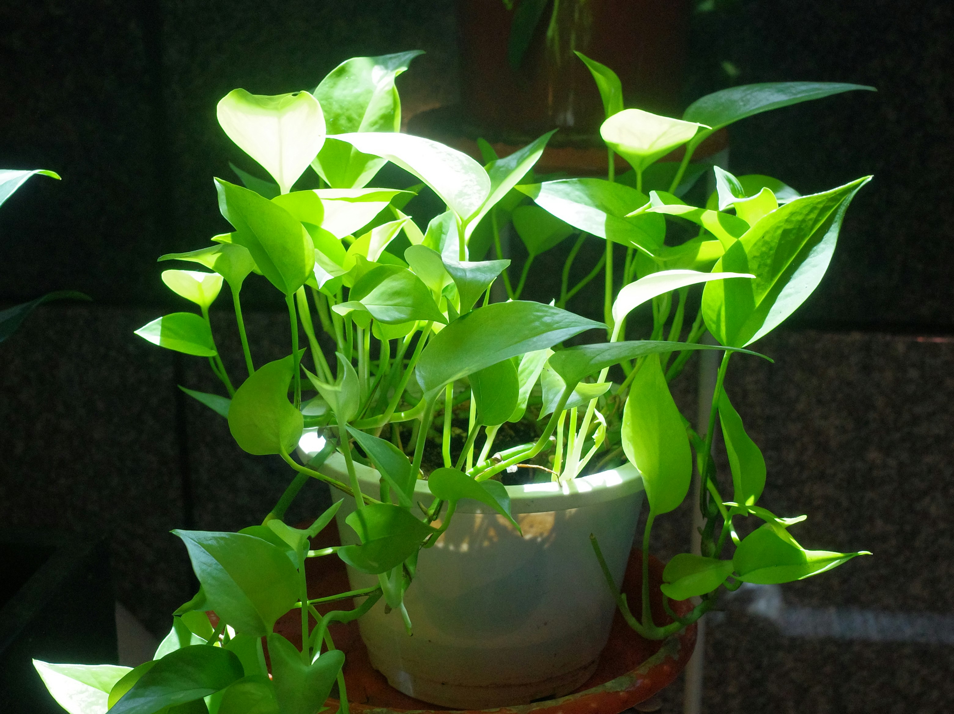 鉢植えの観葉植物が光に照らされる室内の静かなシーン