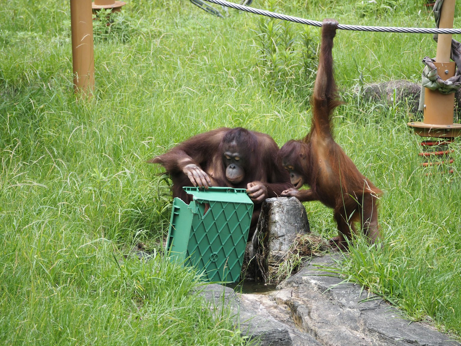 Dua orangutan menjelajahi kotak hijau di rumput hijau yang subur