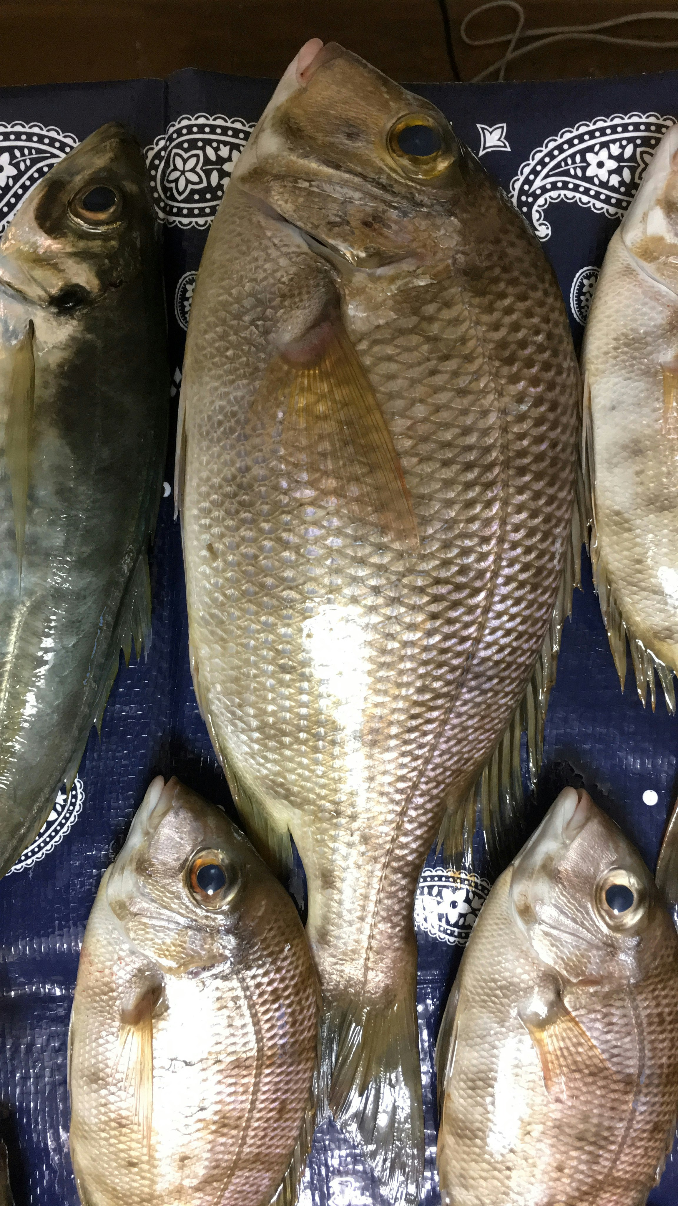 青いトレイに並ぶ新鮮な干物のような魚