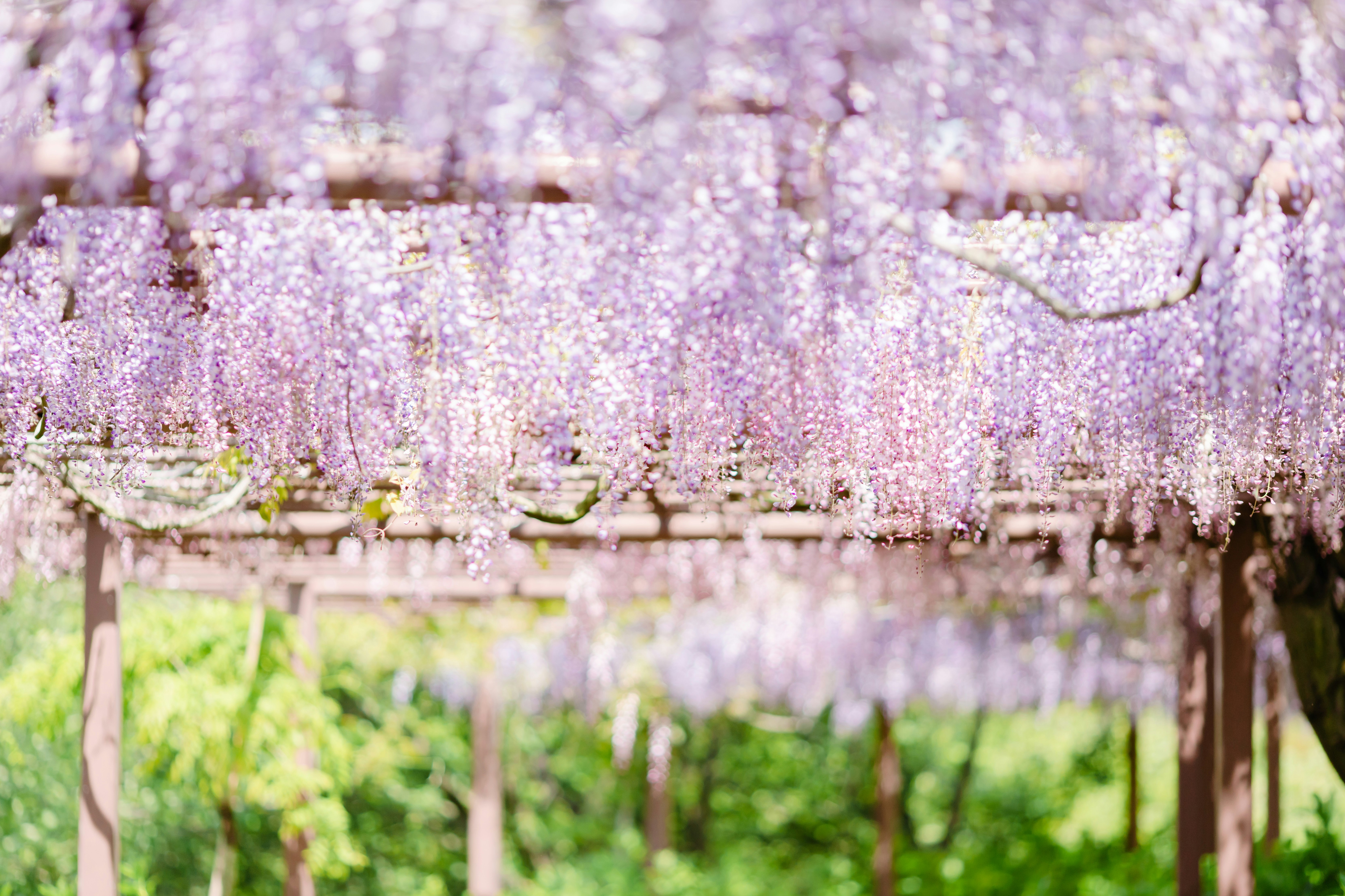 藤の花が咲き並ぶ花棚のある春の庭