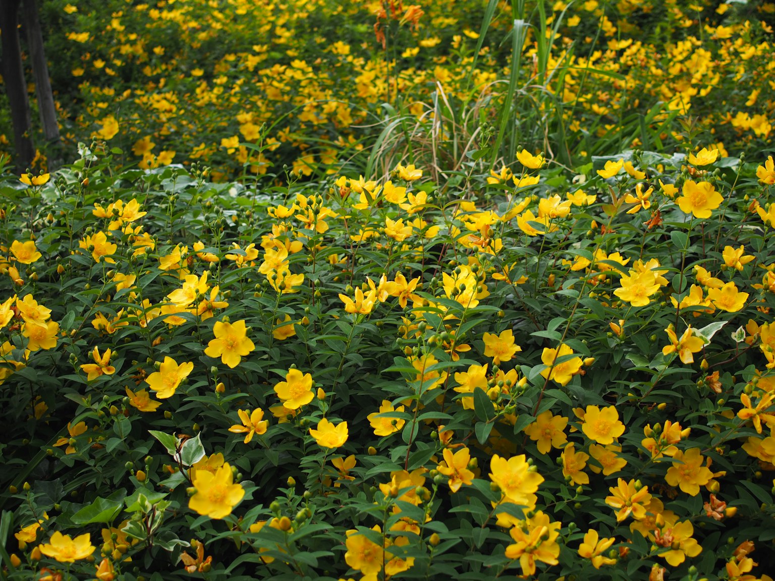 Un champ vibrant de fleurs jaunes entouré de feuillage vert luxuriant