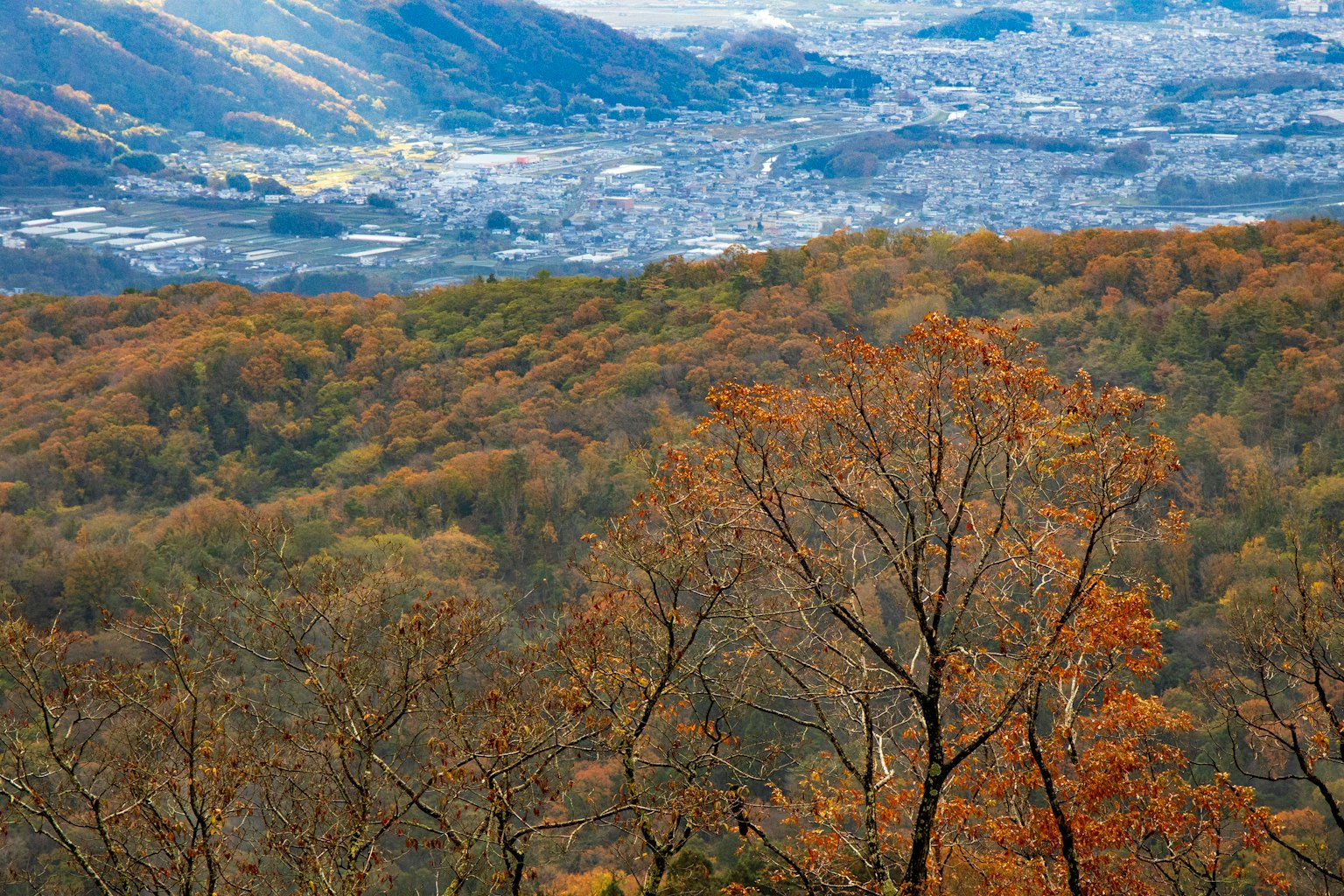 Follaje de otoño cubriendo montañas con vista a una ciudad lejana