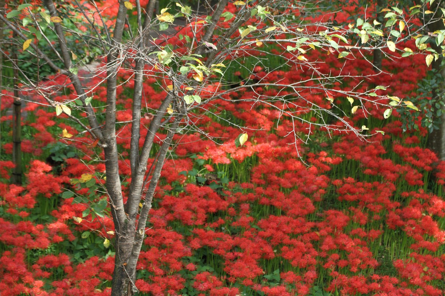 鲜艳红花和树干的风景