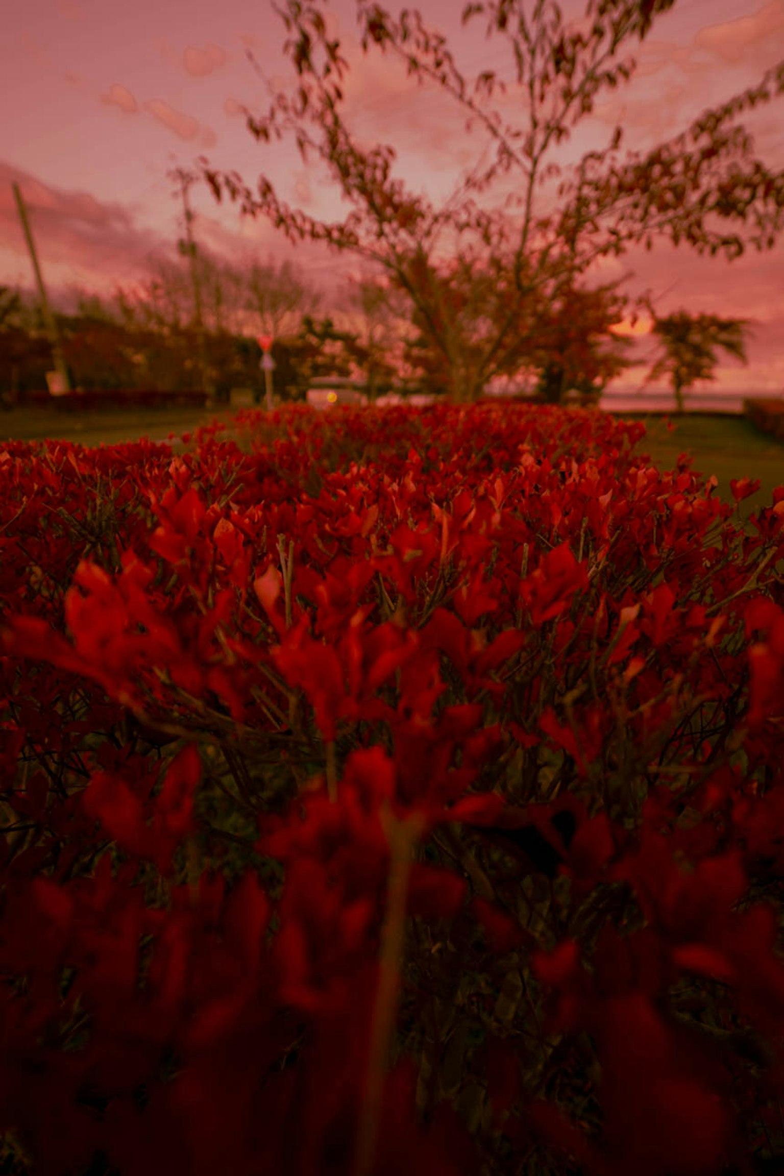Field of red flowers under a sunset sky