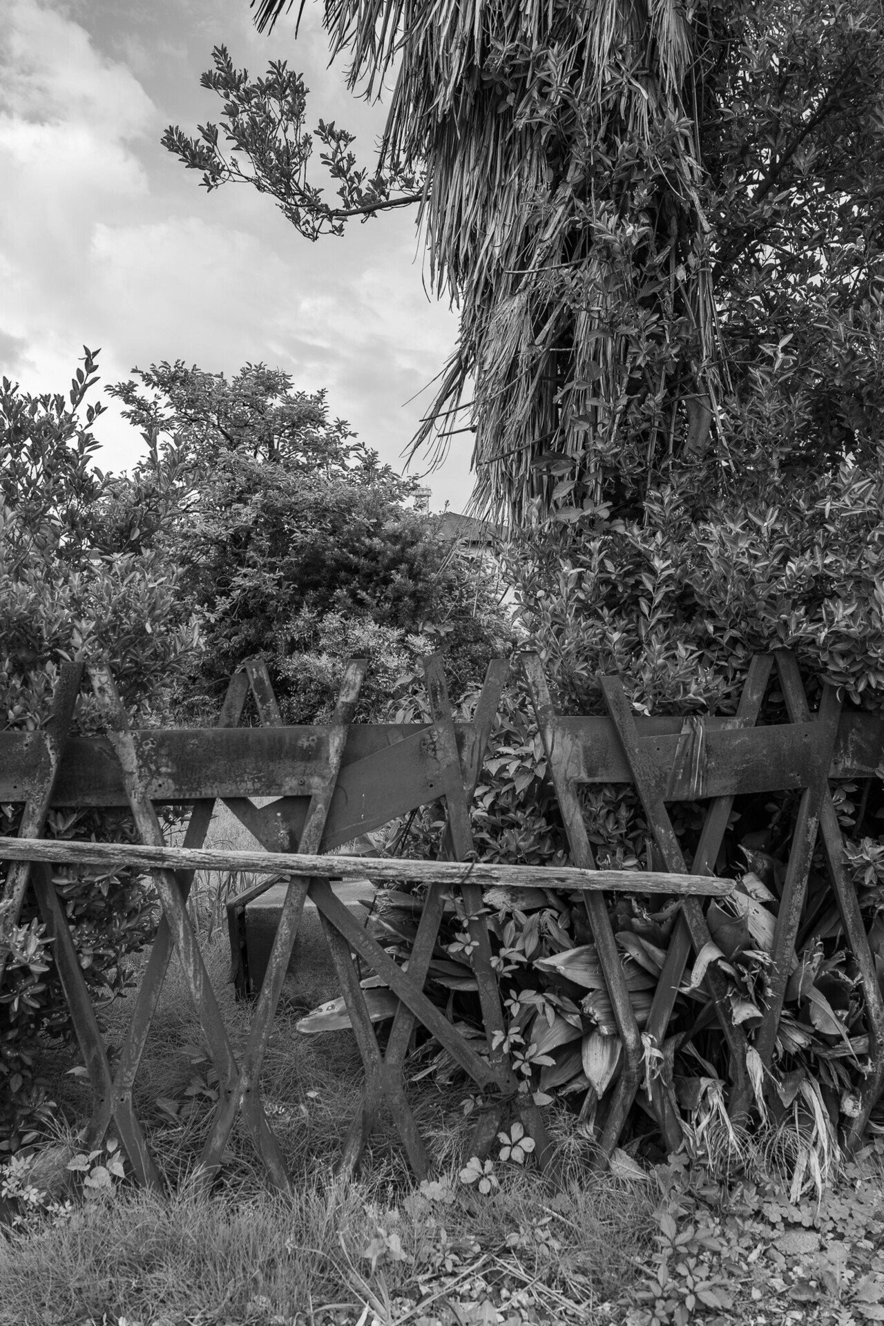 giardino tropicale con una recinzione e bambù e alberi fitti