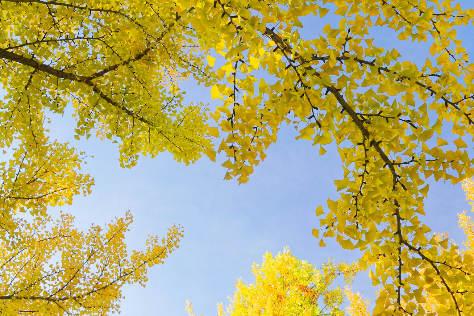 View of yellow-leaved trees against a blue sky