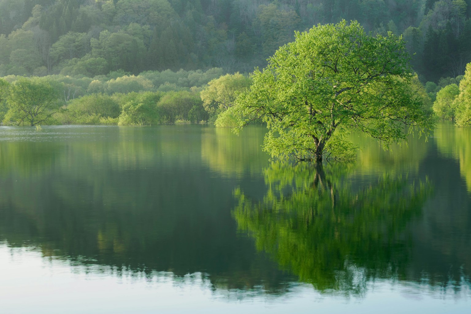Un árbol verde de pie en un lago tranquilo con su reflejo