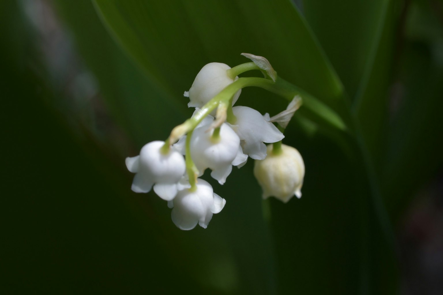 Fiori bianchi di mughetto che fioriscono su uno sfondo di foglie verdi