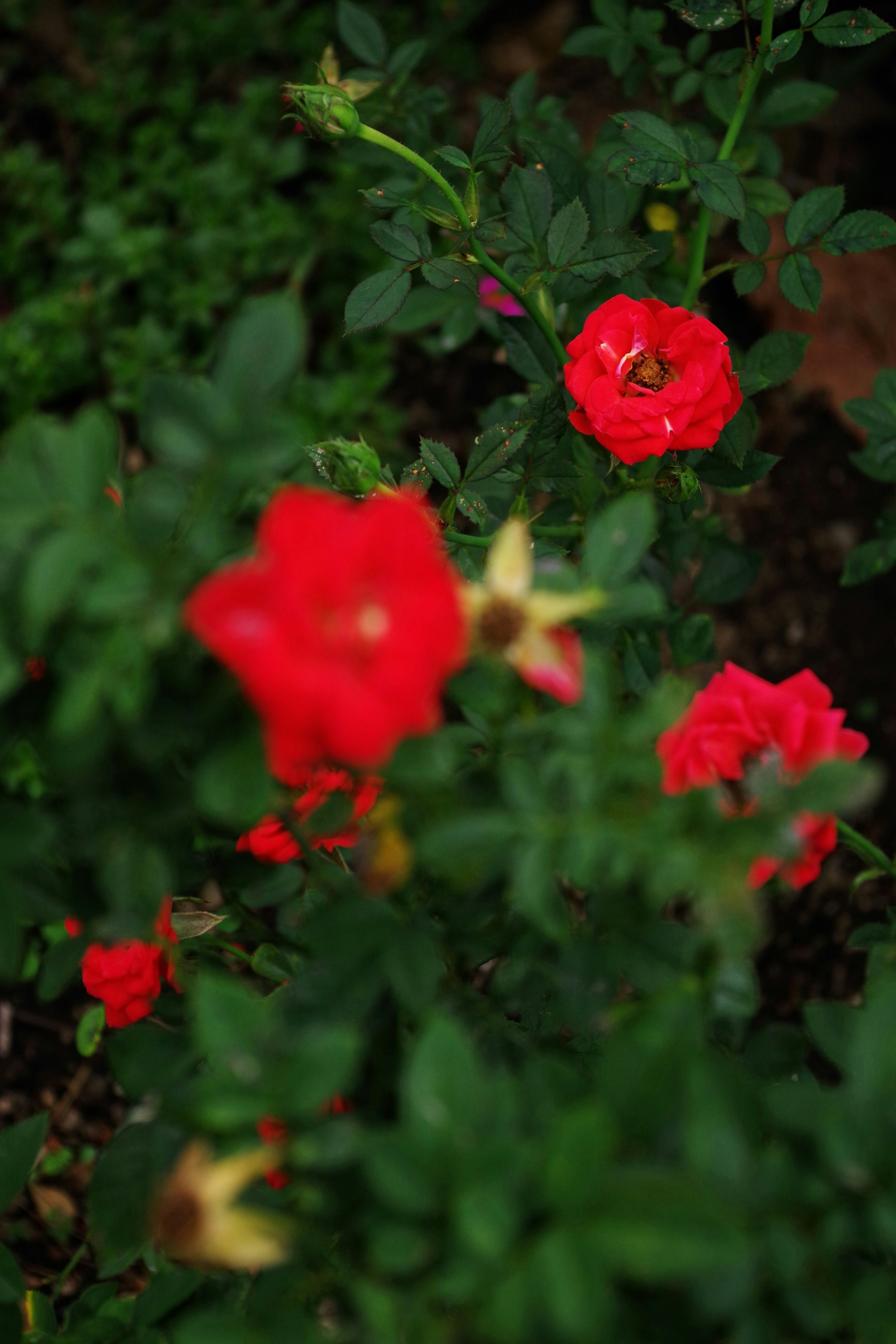 赤いバラの花が咲く庭の草花