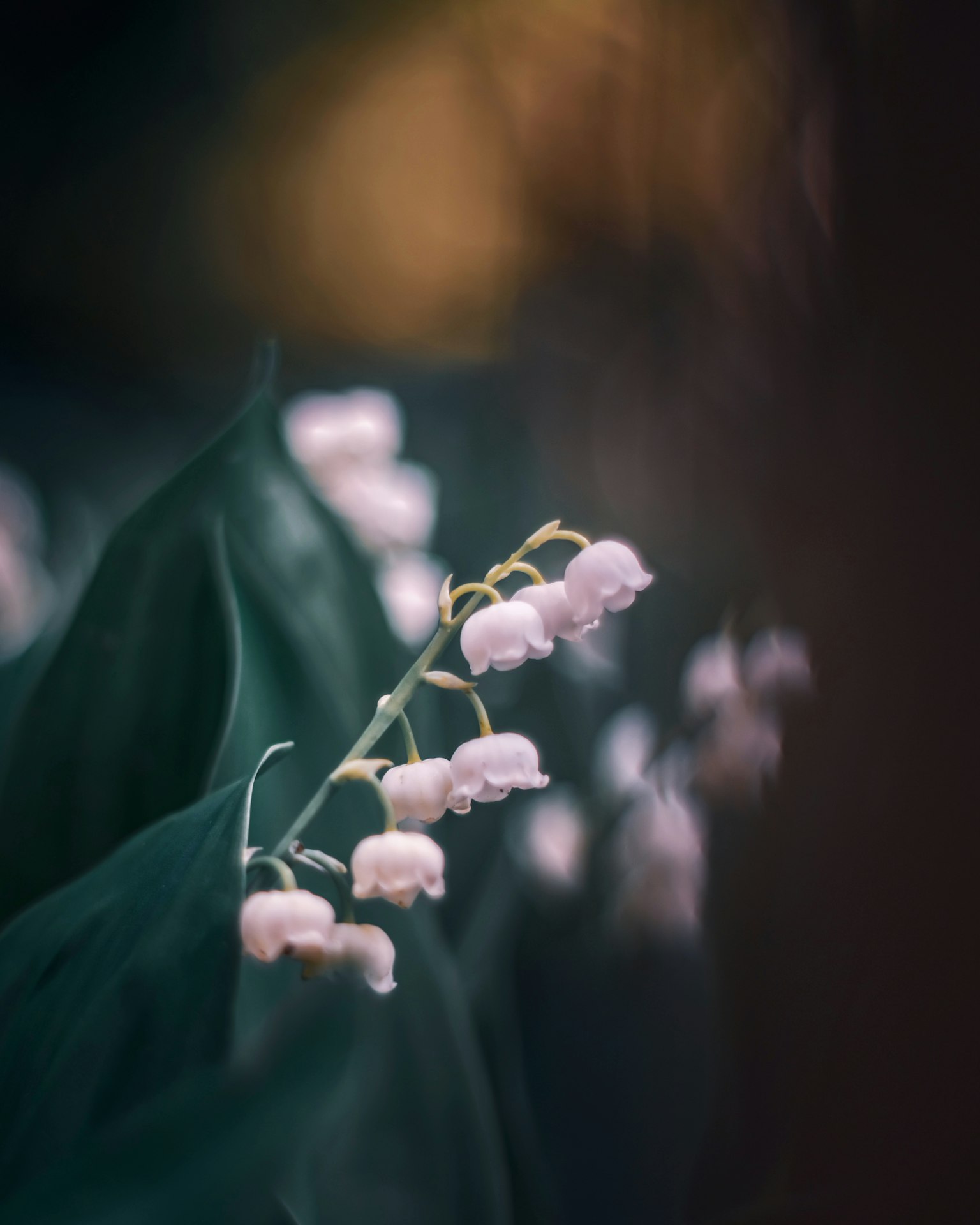 Flores delicadas de lirio de los valles contra un fondo borroso
