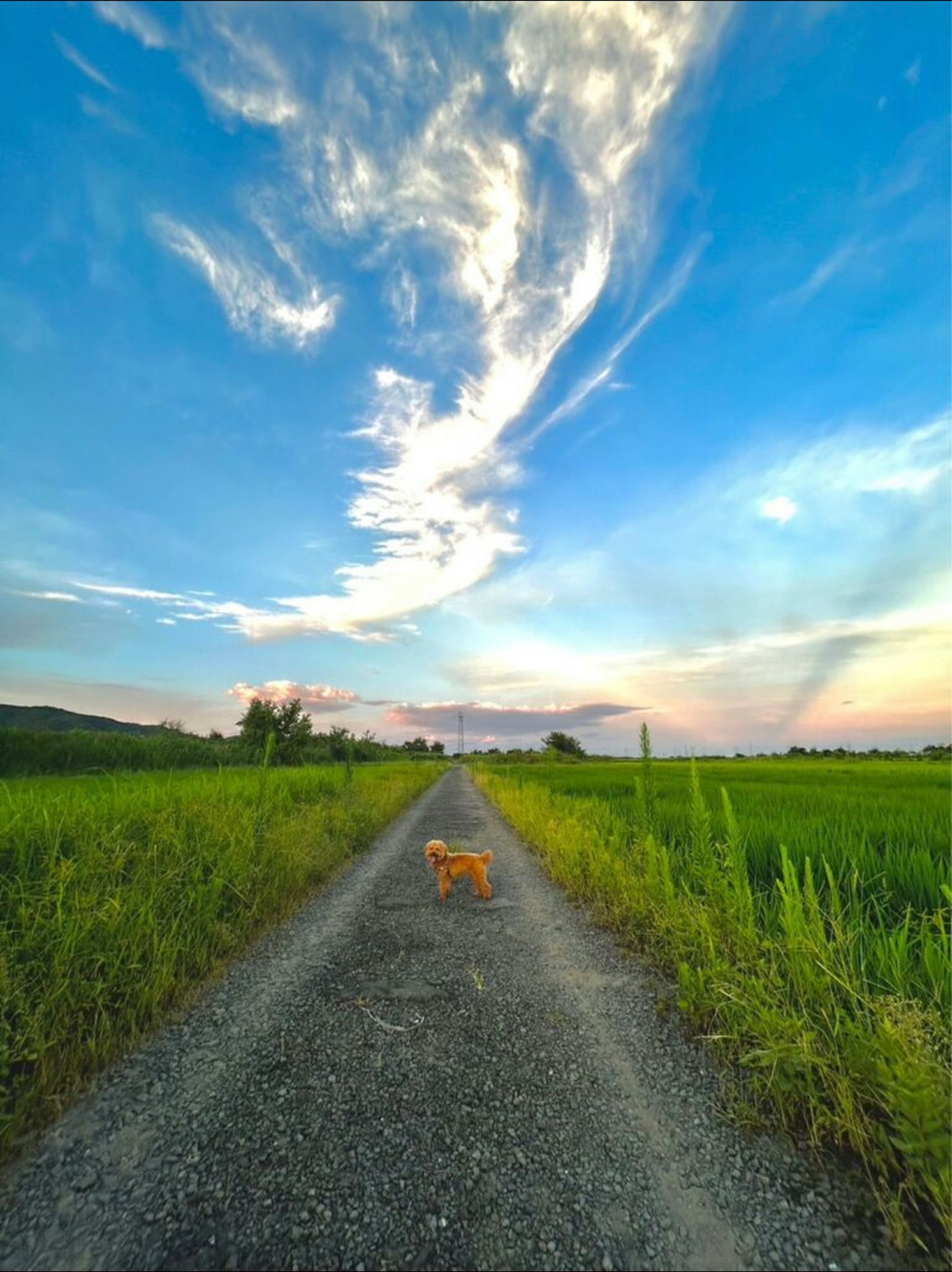 Un perro caminando por un camino rural bajo un cielo azul con nubes
