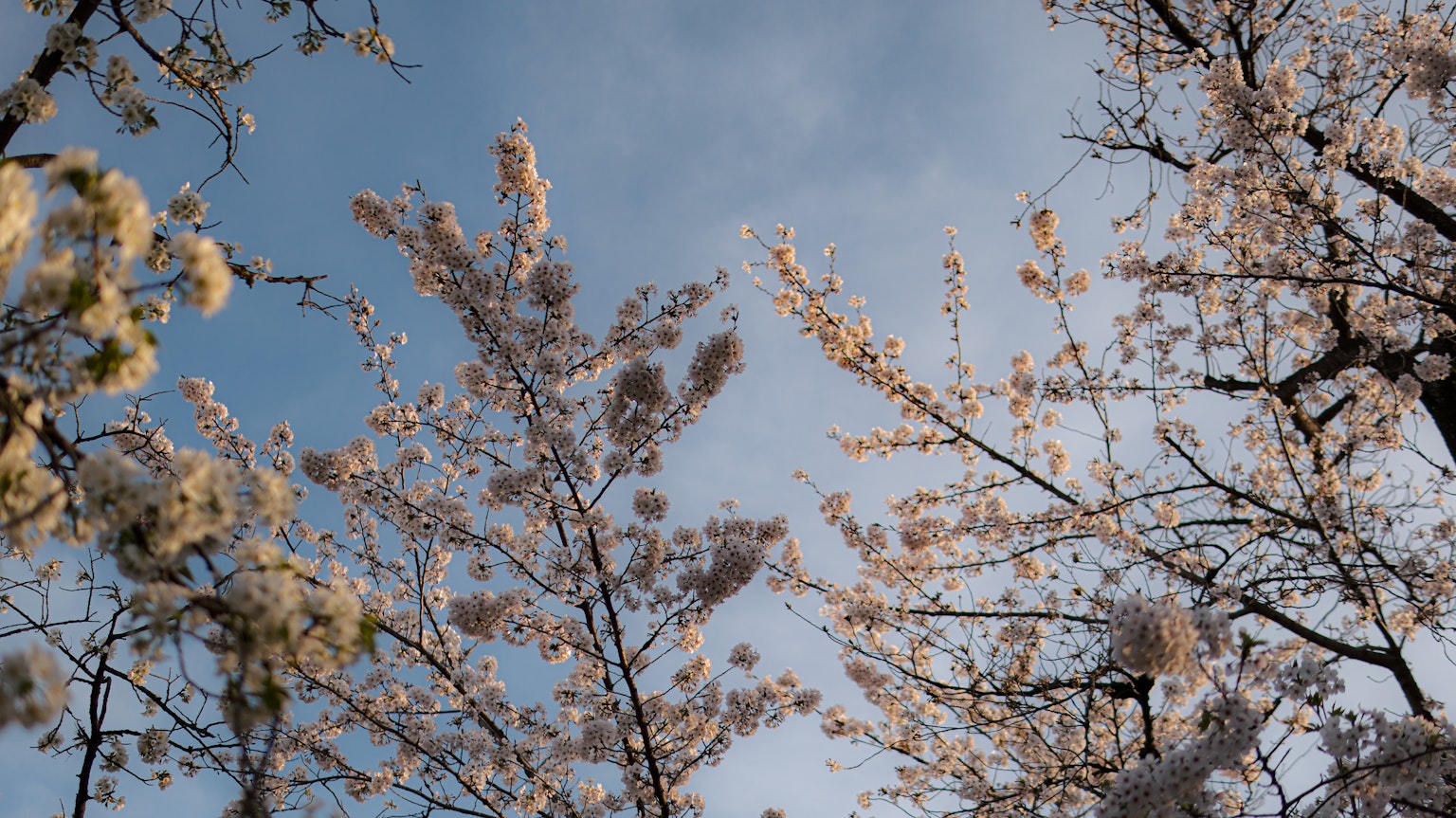 Vue des cerisiers en fleurs sous un ciel bleu