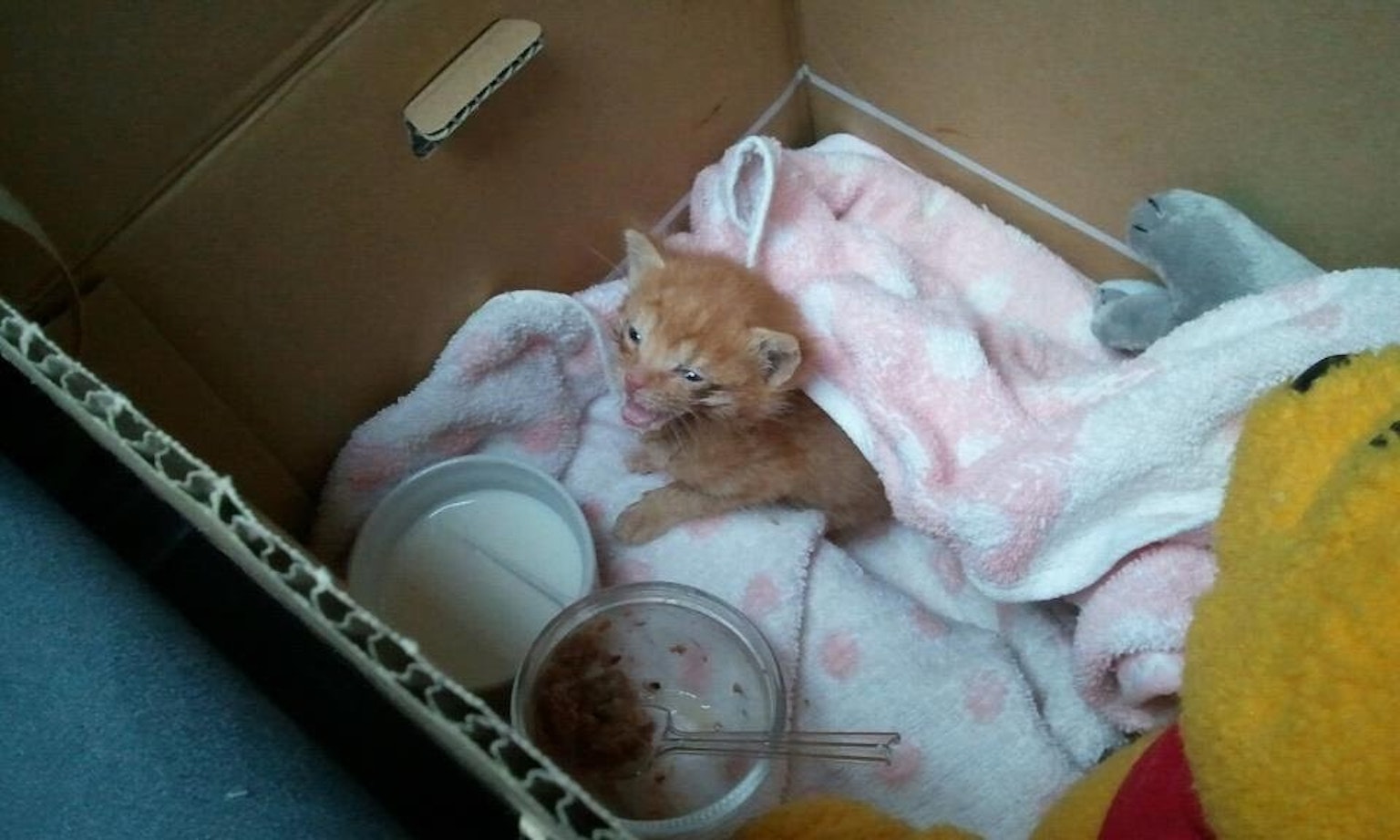 Un chaton orange blotti dans une couverture rose à l'intérieur d'une boîte en carton