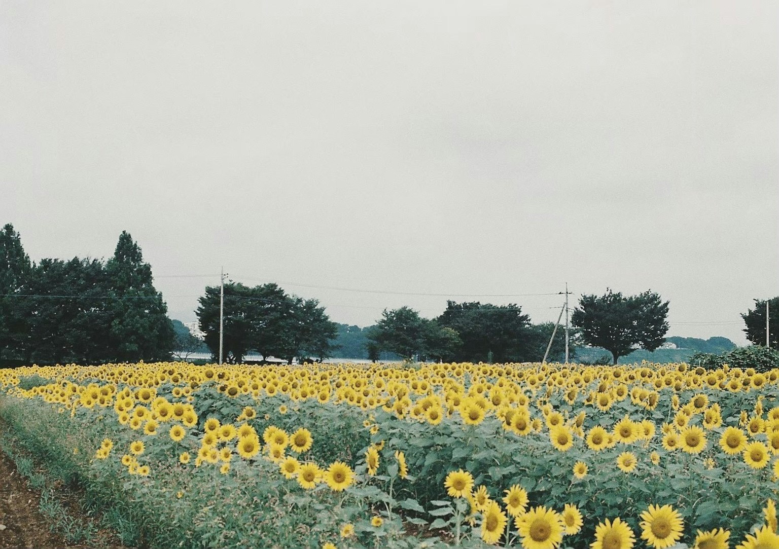 Champ de tournesols sous un ciel nuageux