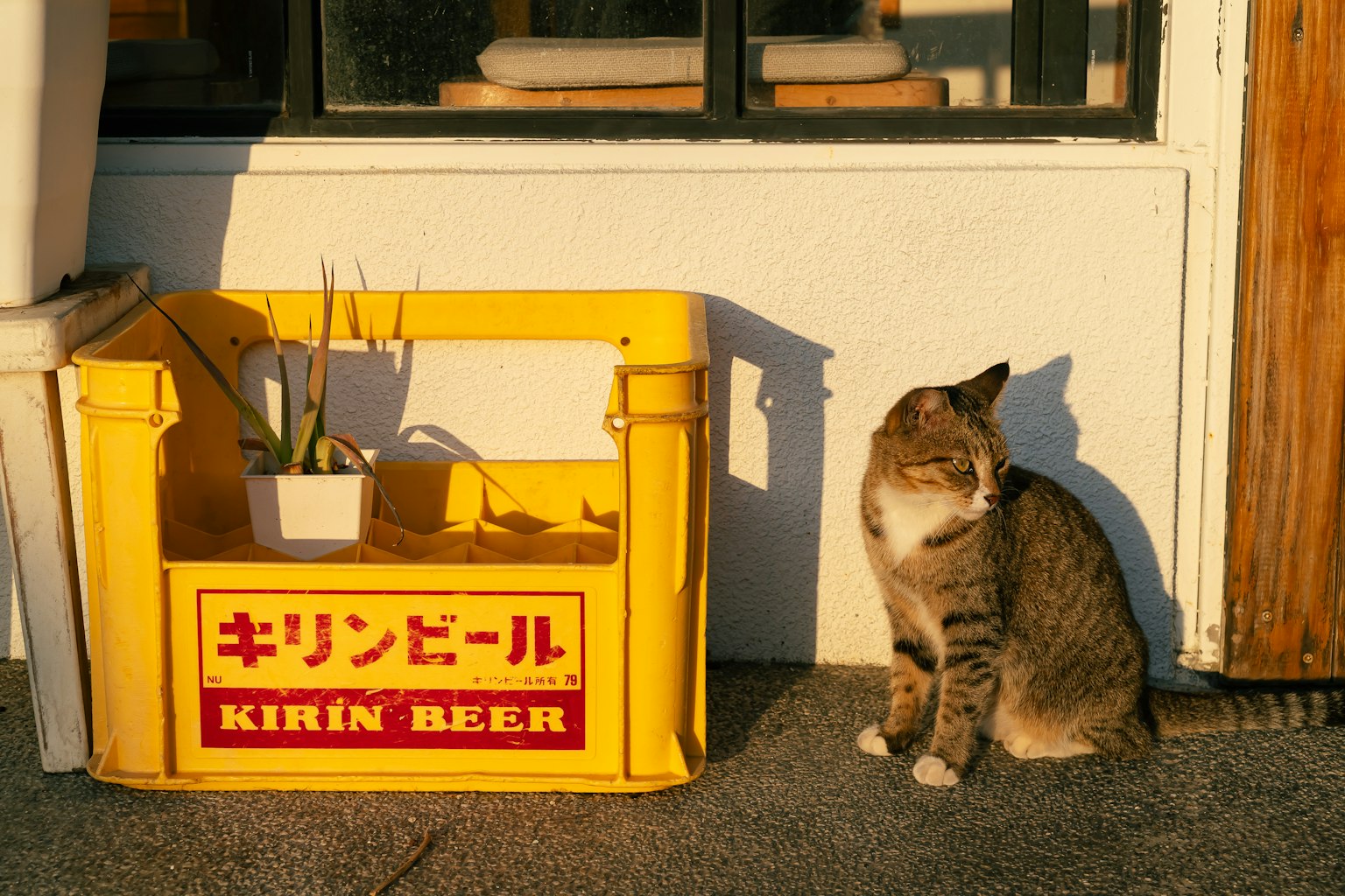 猫とキリンビールの箱がある風景