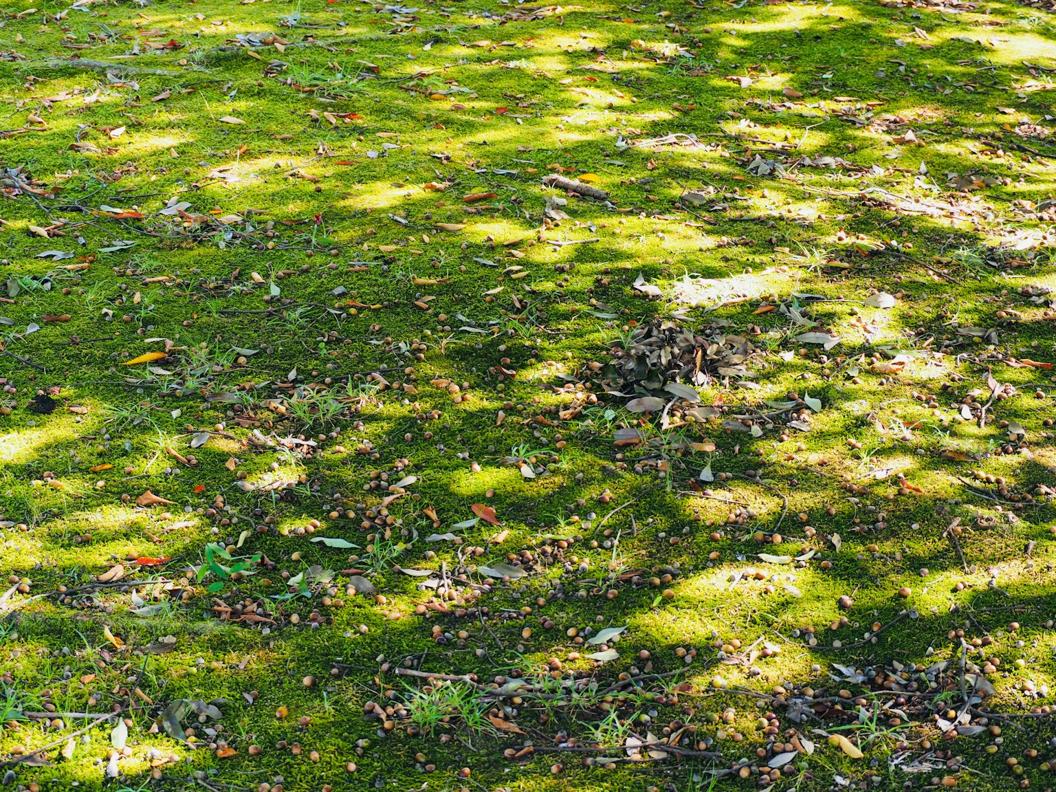 Green grass with scattered tree shadows