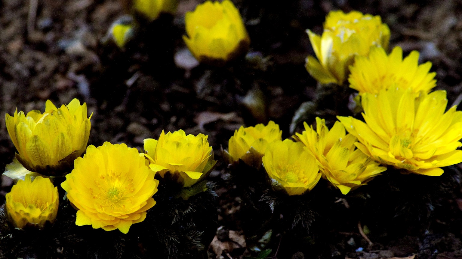 A cluster of vibrant yellow flowers blooming