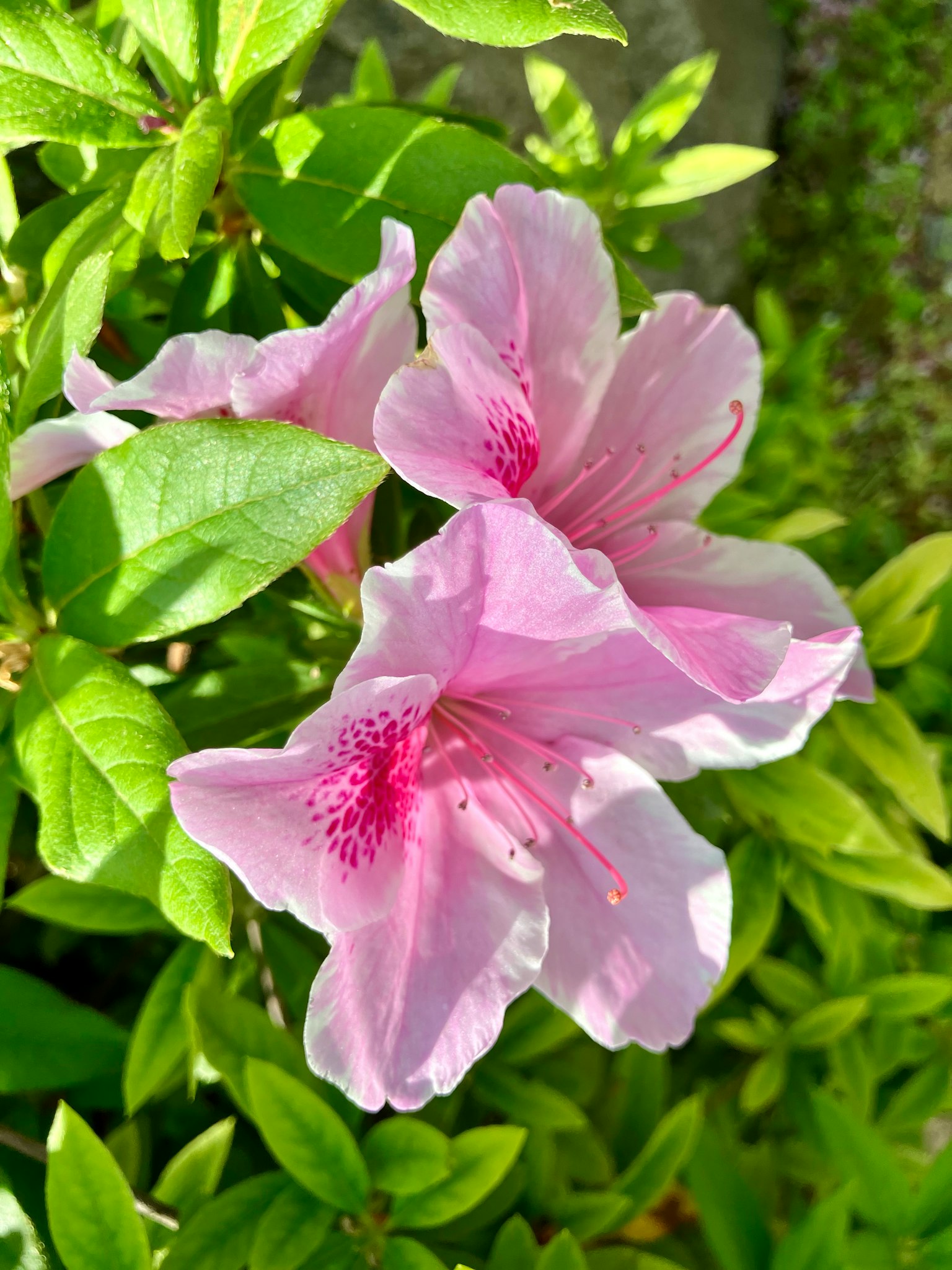 Pink azalea flowers surrounded by green leaves