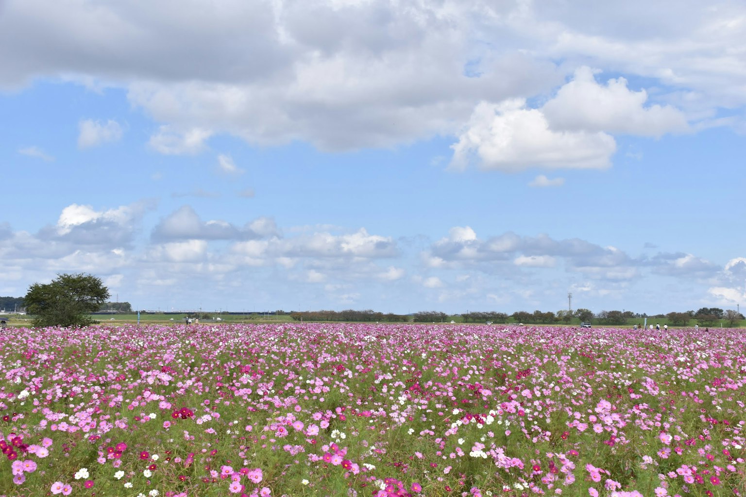 Campo de flores de cosmos coloridas bajo un cielo azul