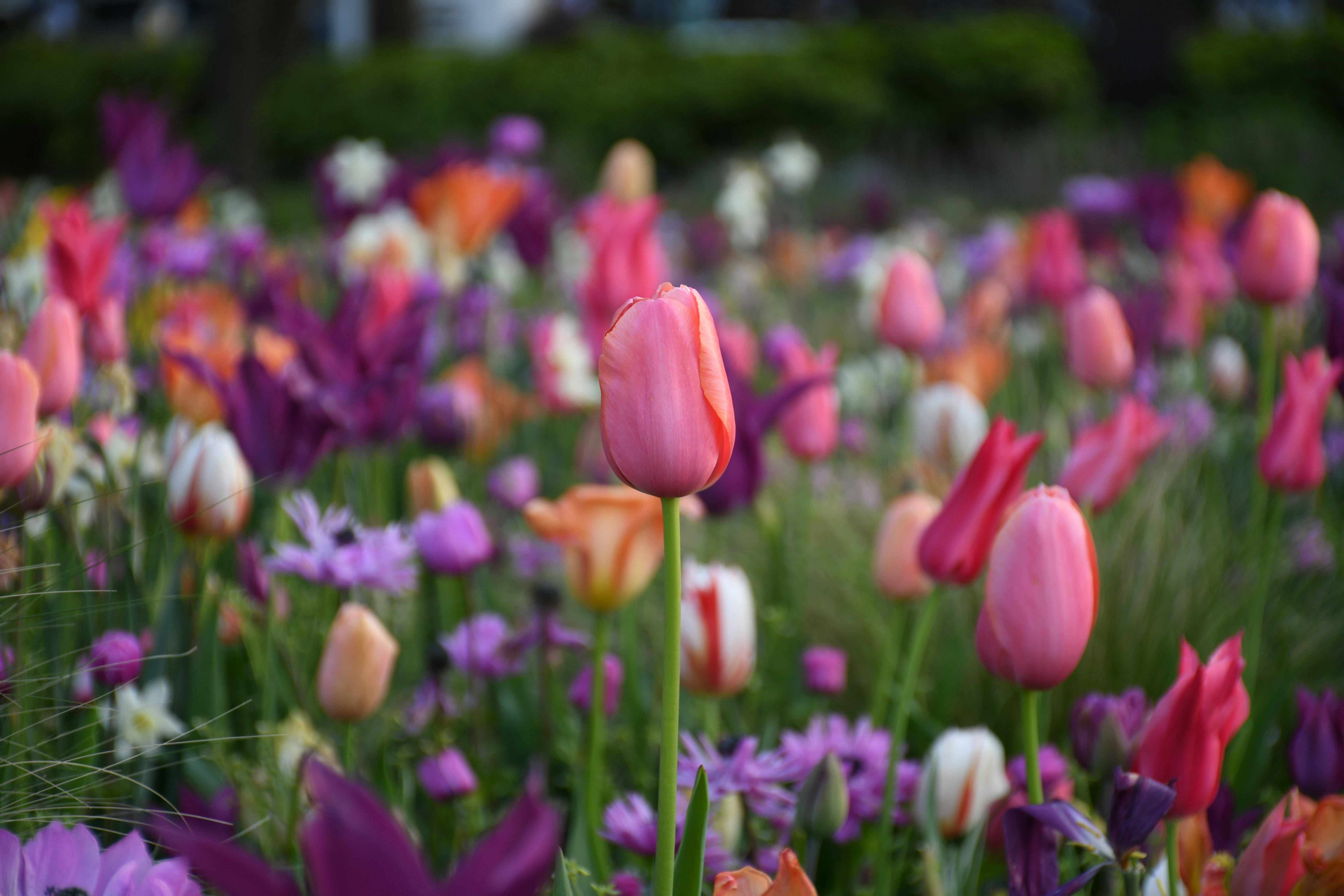 色とりどりのチューリップが咲く花畑
