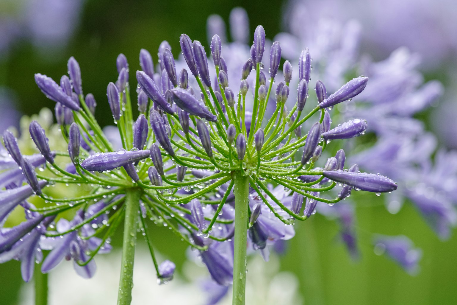 Bunga agapanthus ungu dihiasi dengan tetesan air