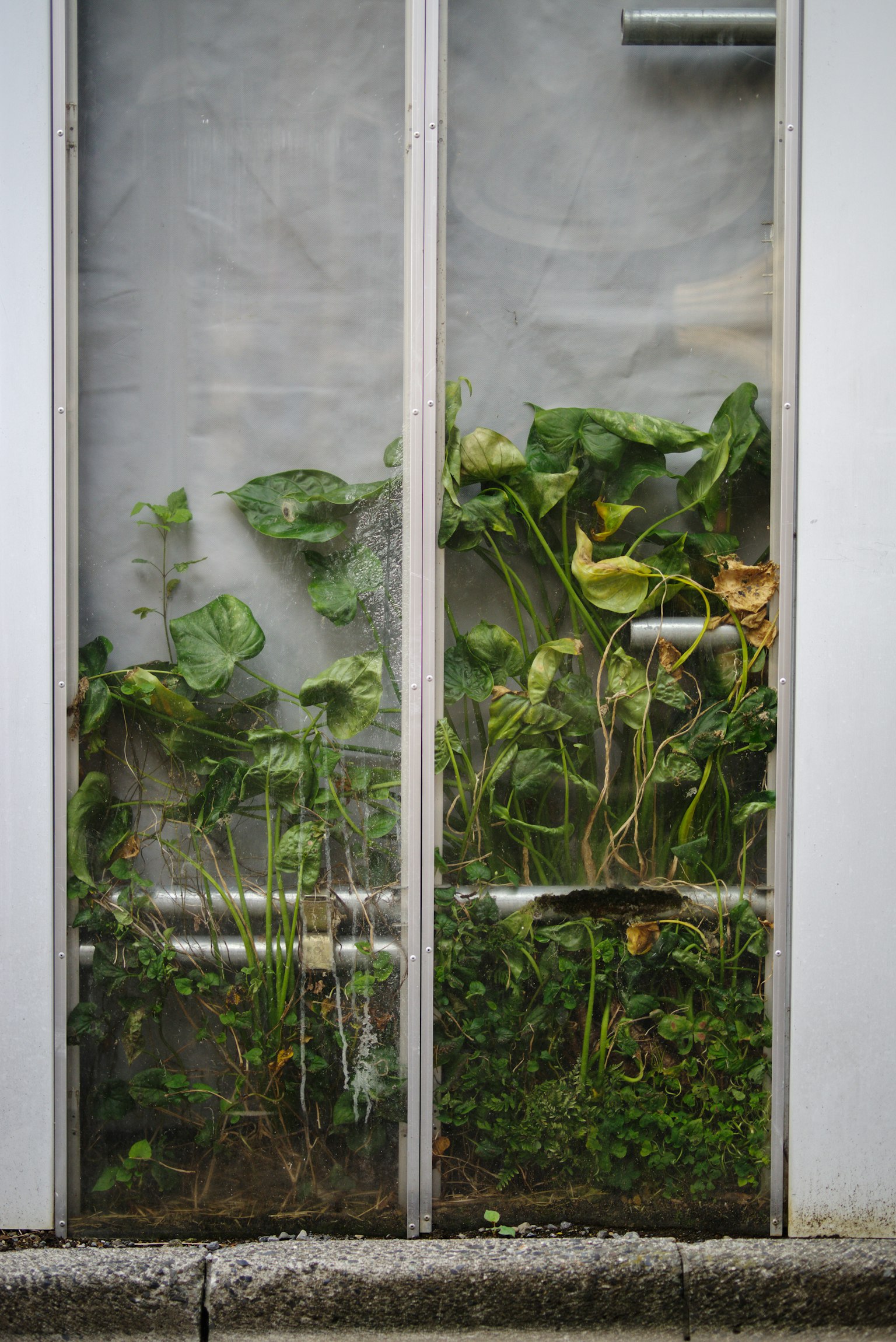 Green plants visible behind a transparent wall