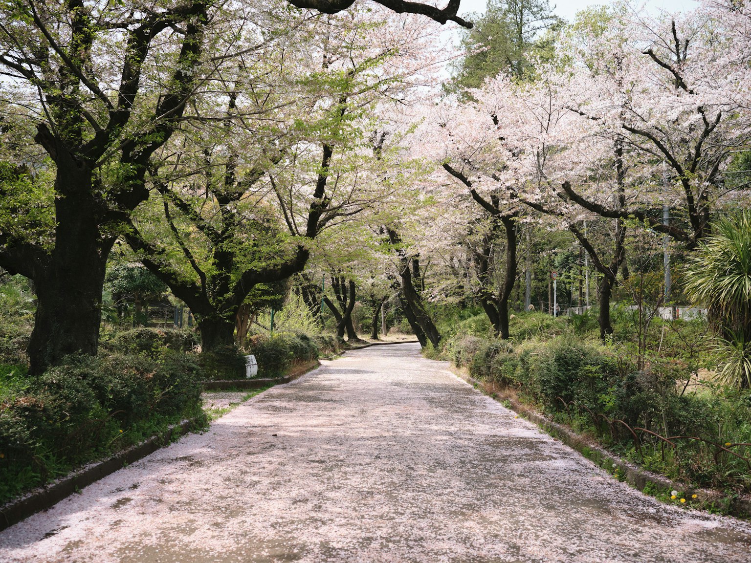 A quiet path lined with cherry blossom trees and scattered petals creating a serene spring atmosphere