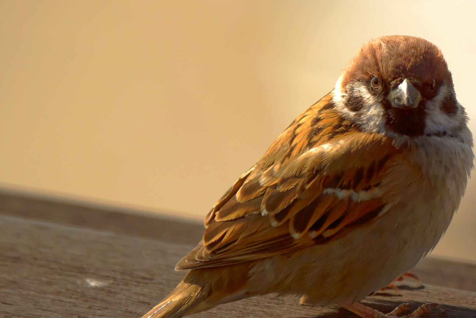 Un piccolo uccello con piume marroni che guarda di lato