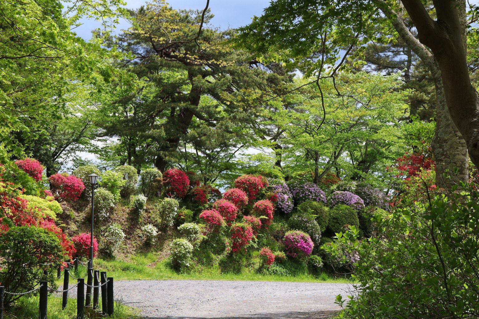Paysage de jardin vibrant avec des fleurs colorées en fleurs et des arbres verts luxuriants sous un ciel bleu