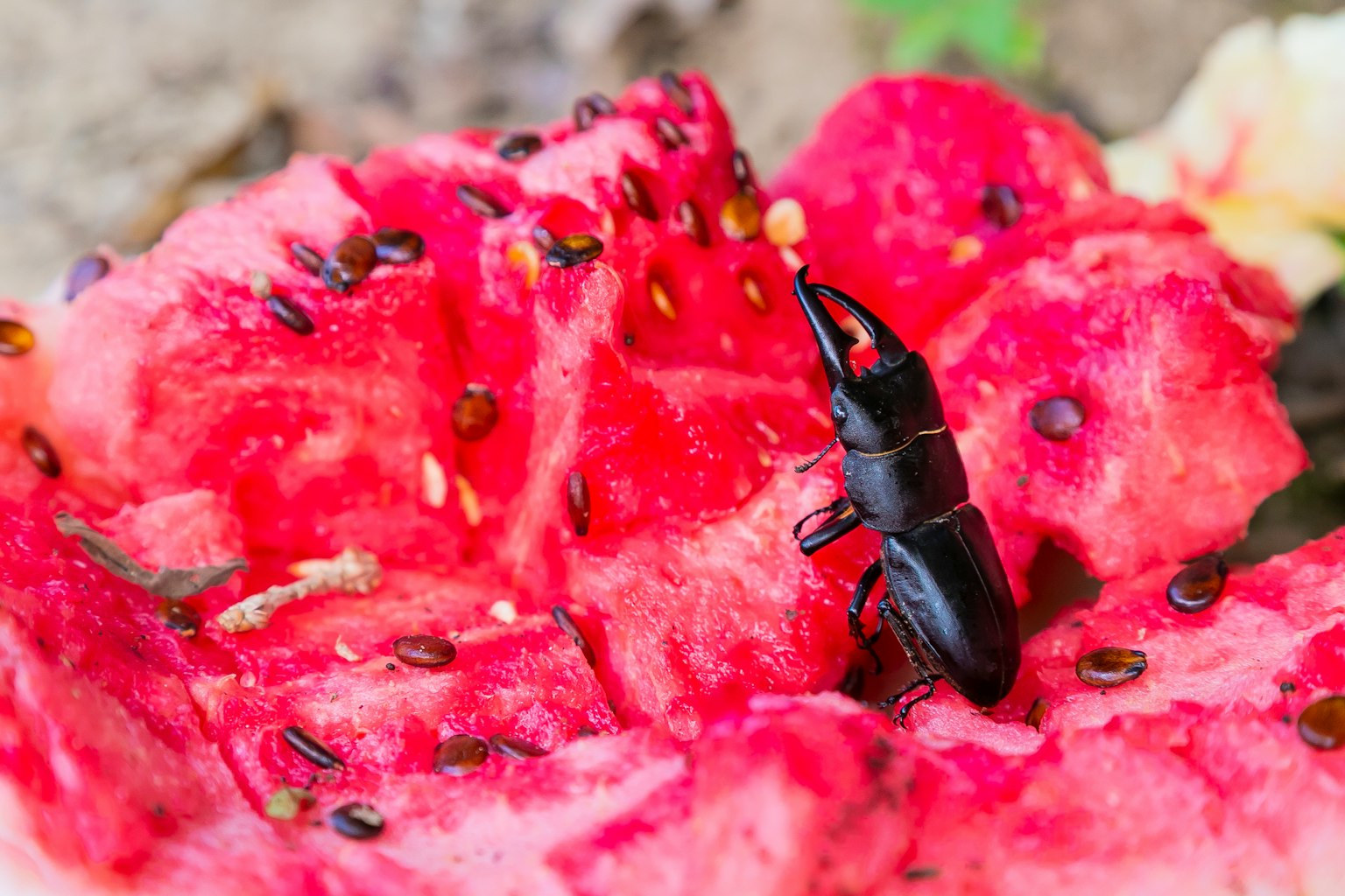 Seekor serangga hitam di atas potongan daging semangka