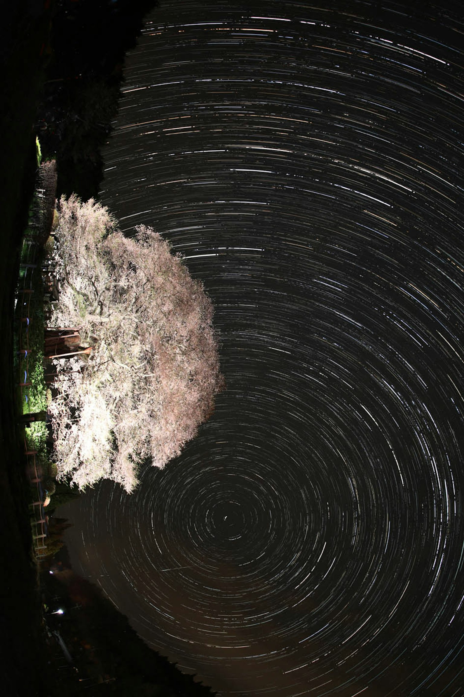 Jejak bintang di langit malam dengan pohon sakura