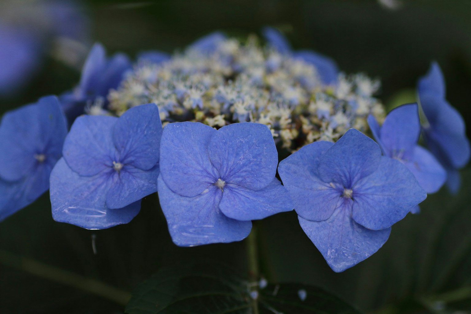 Fiori di ortensia blu con foglie circostanti