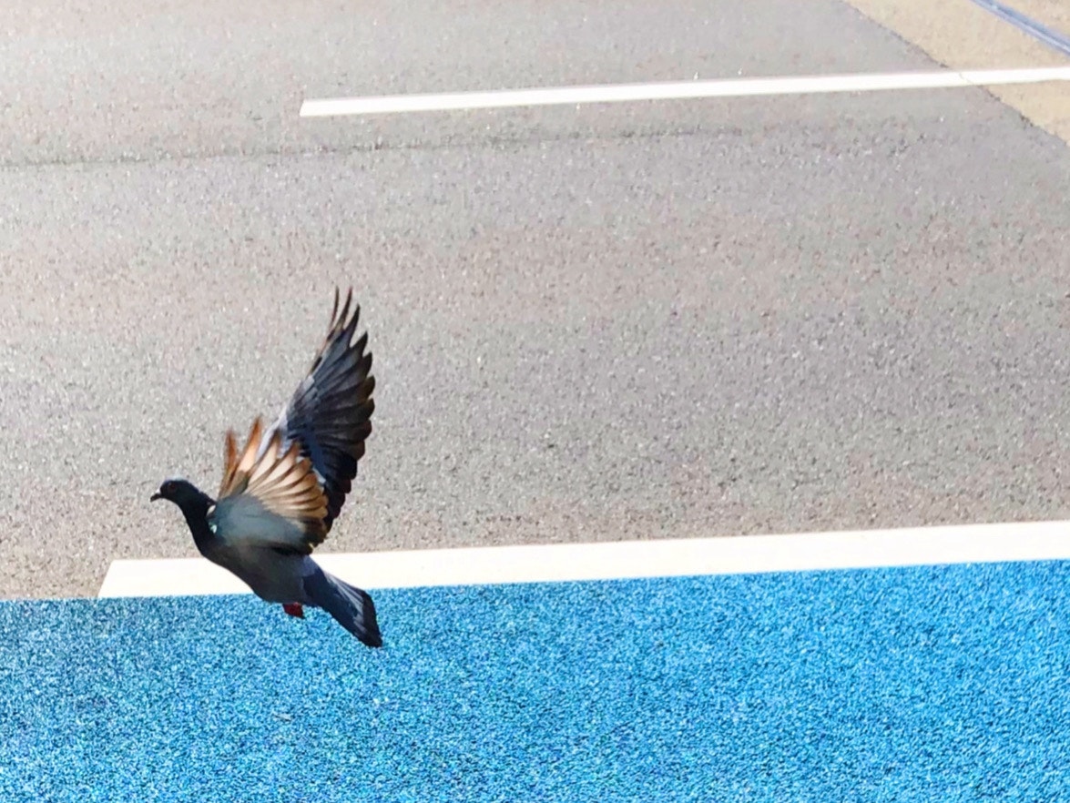 bird perched on the edge of a blue wall