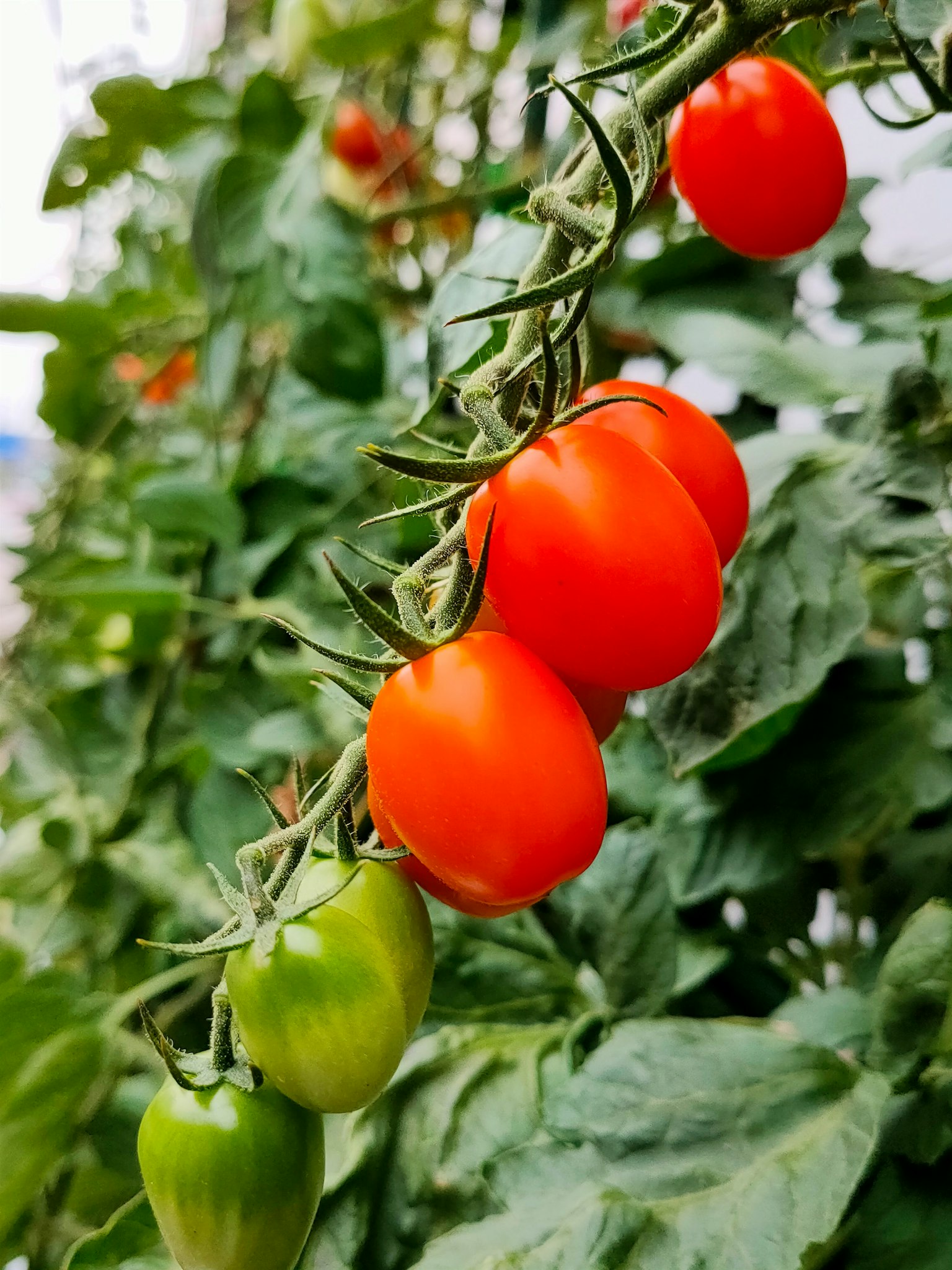Vine dengan tomat merah matang dan tomat hijau yang belum matang