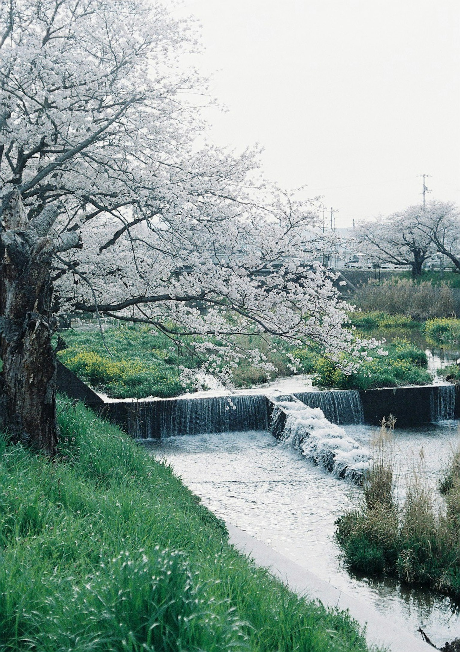 樱花盛开的河边风景 绿色草地和流动的水