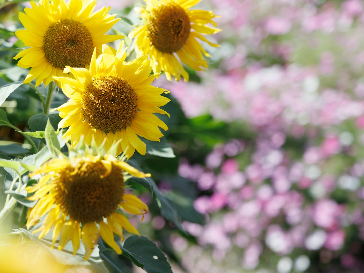 明るい黄色のひまわりが咲いている花畑の一部 背景にはピンクの花が見える