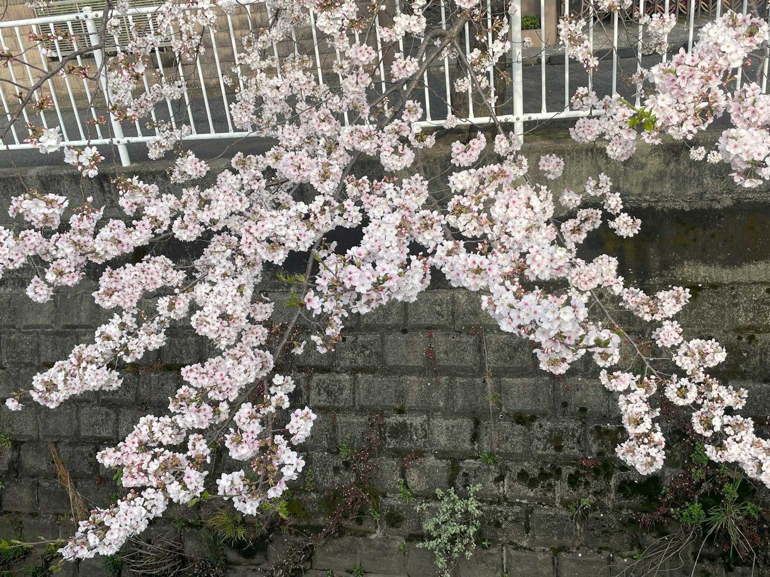櫻花盛開的枝條在白色圍欄前