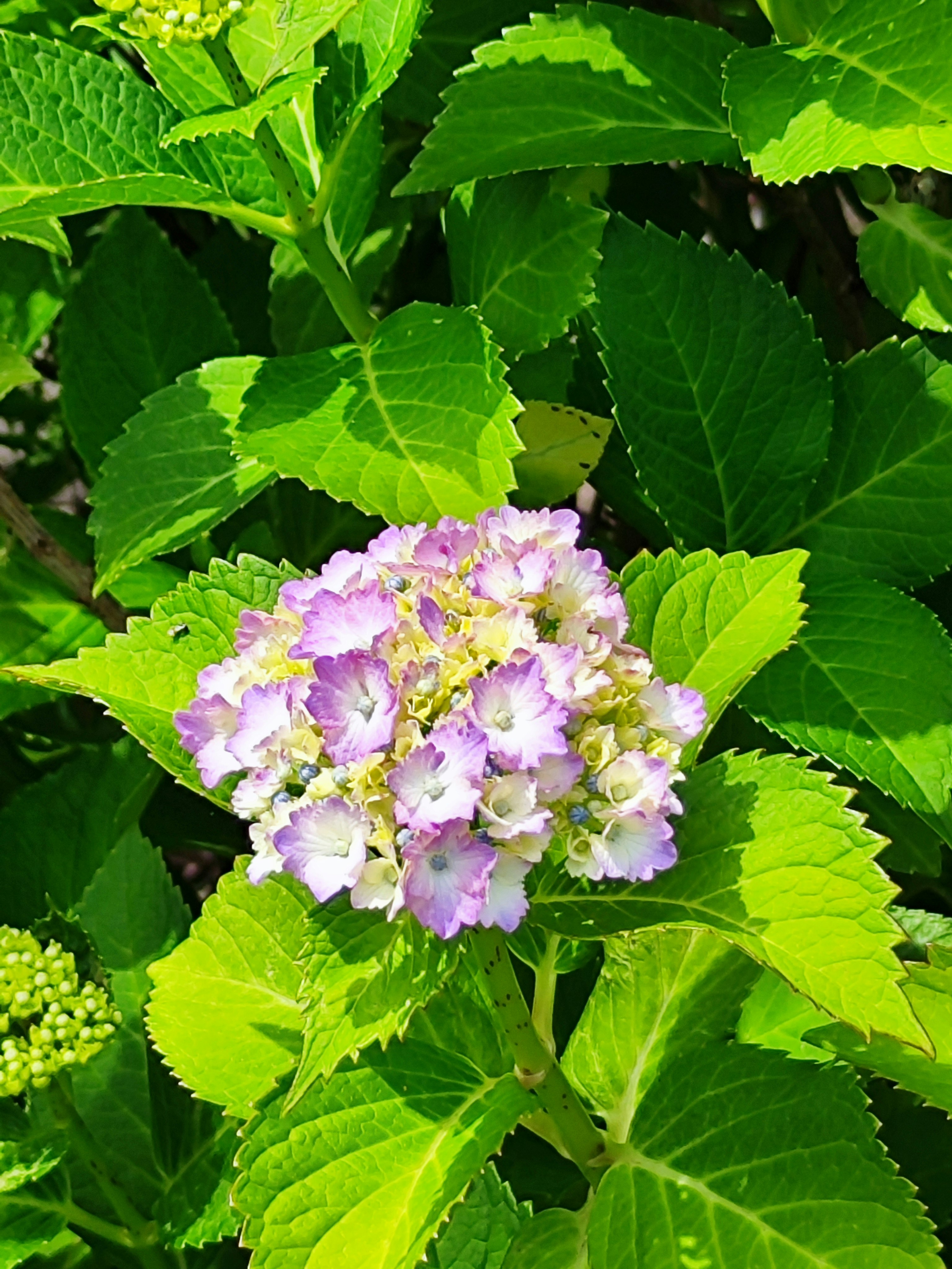 紫のアジサイの花と青々とした葉のクローズアップ
